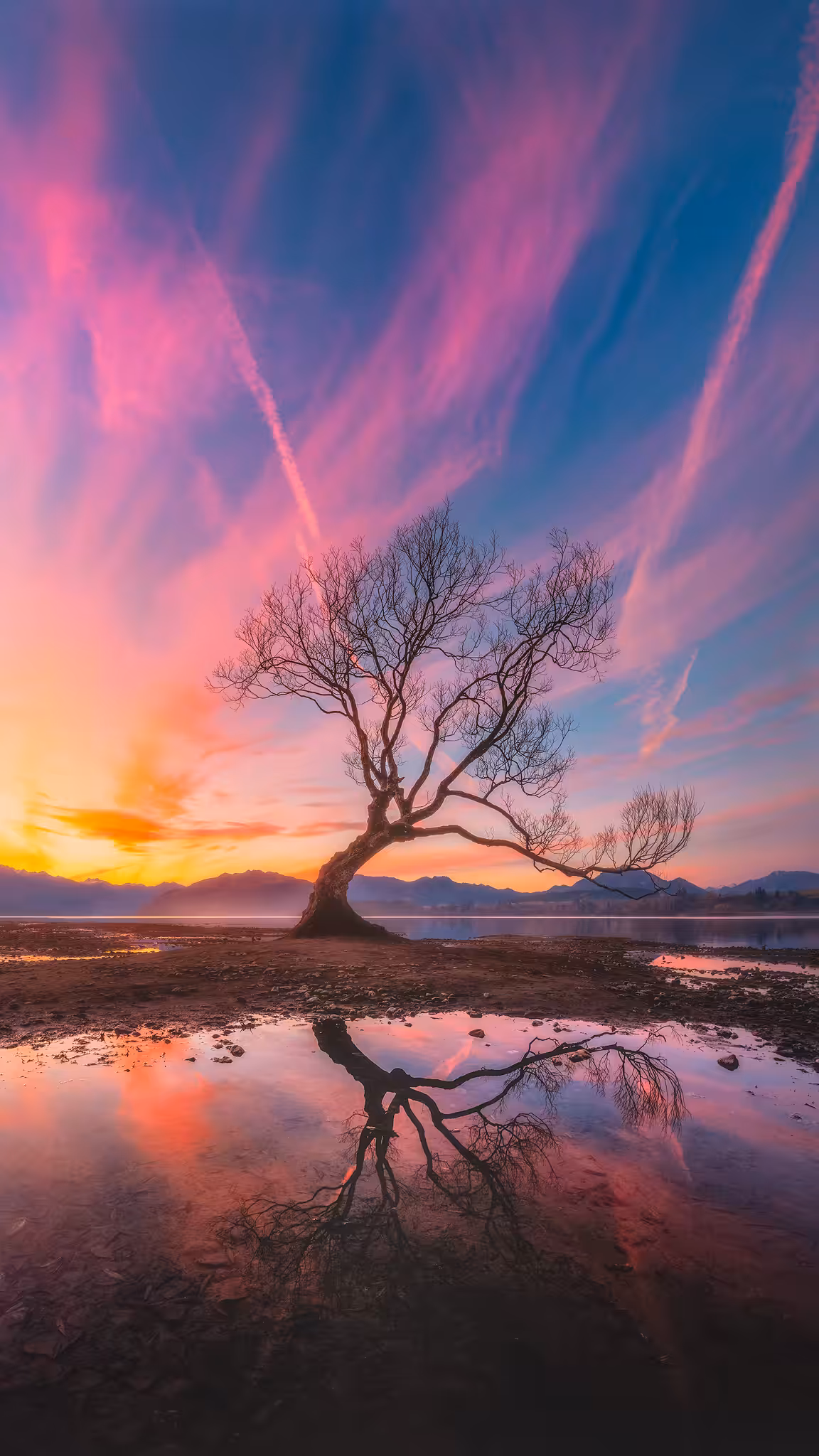 The Wanaka Tree