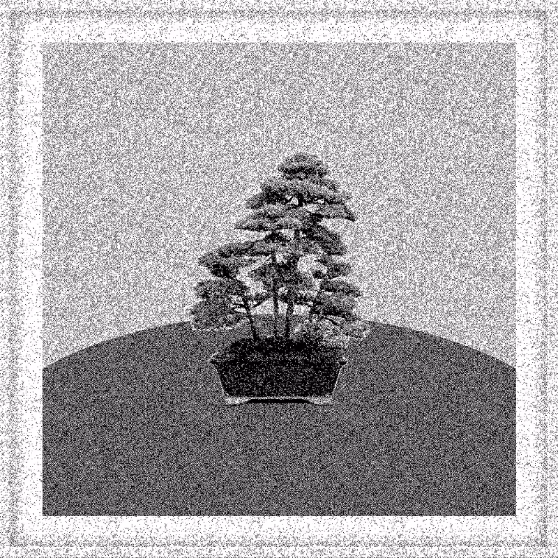 Bonsai Bonanza #497