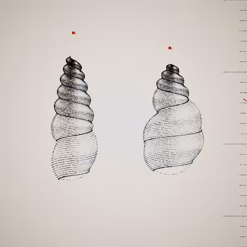 Two Specimen #409