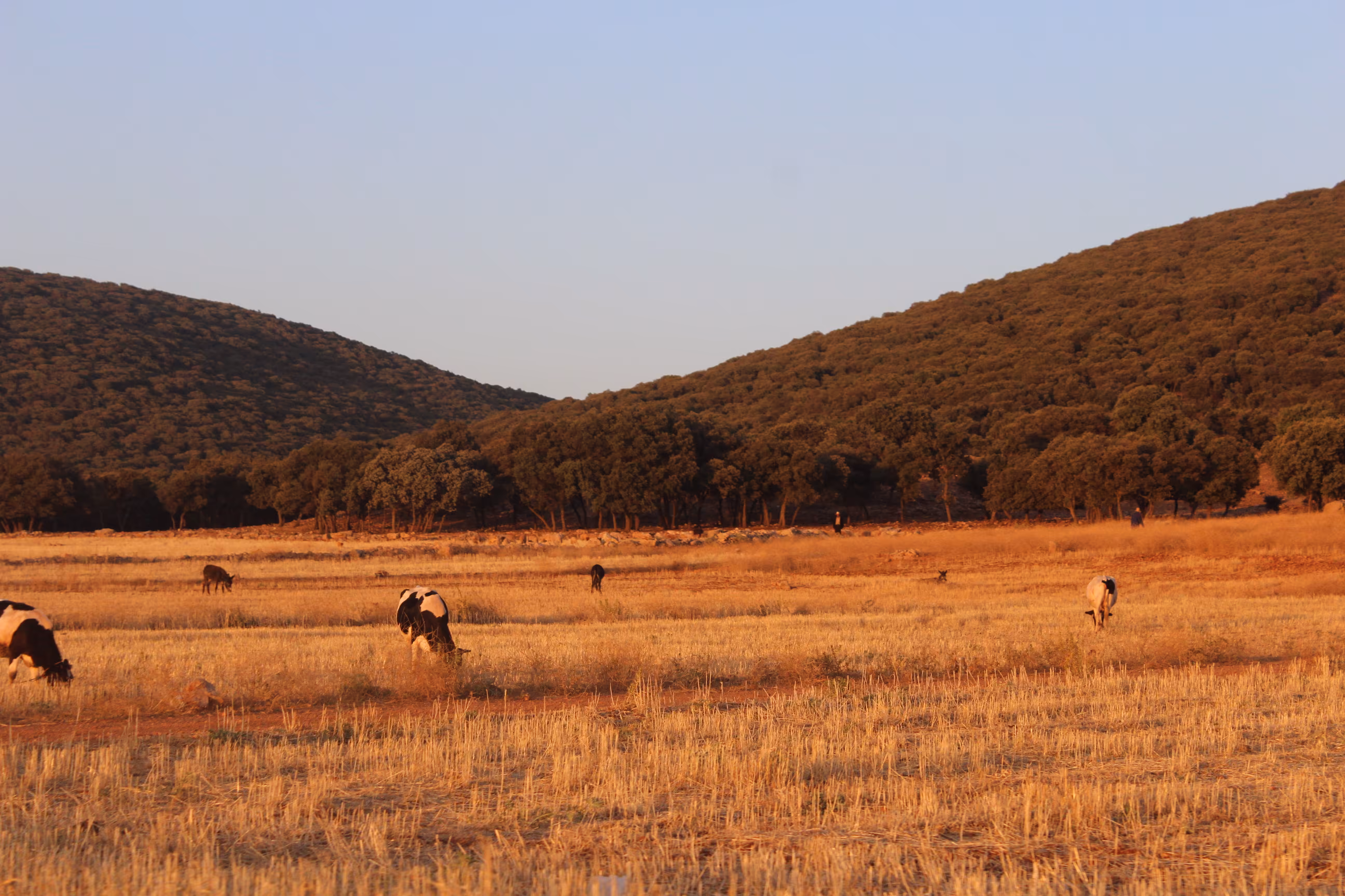 Cow Land
