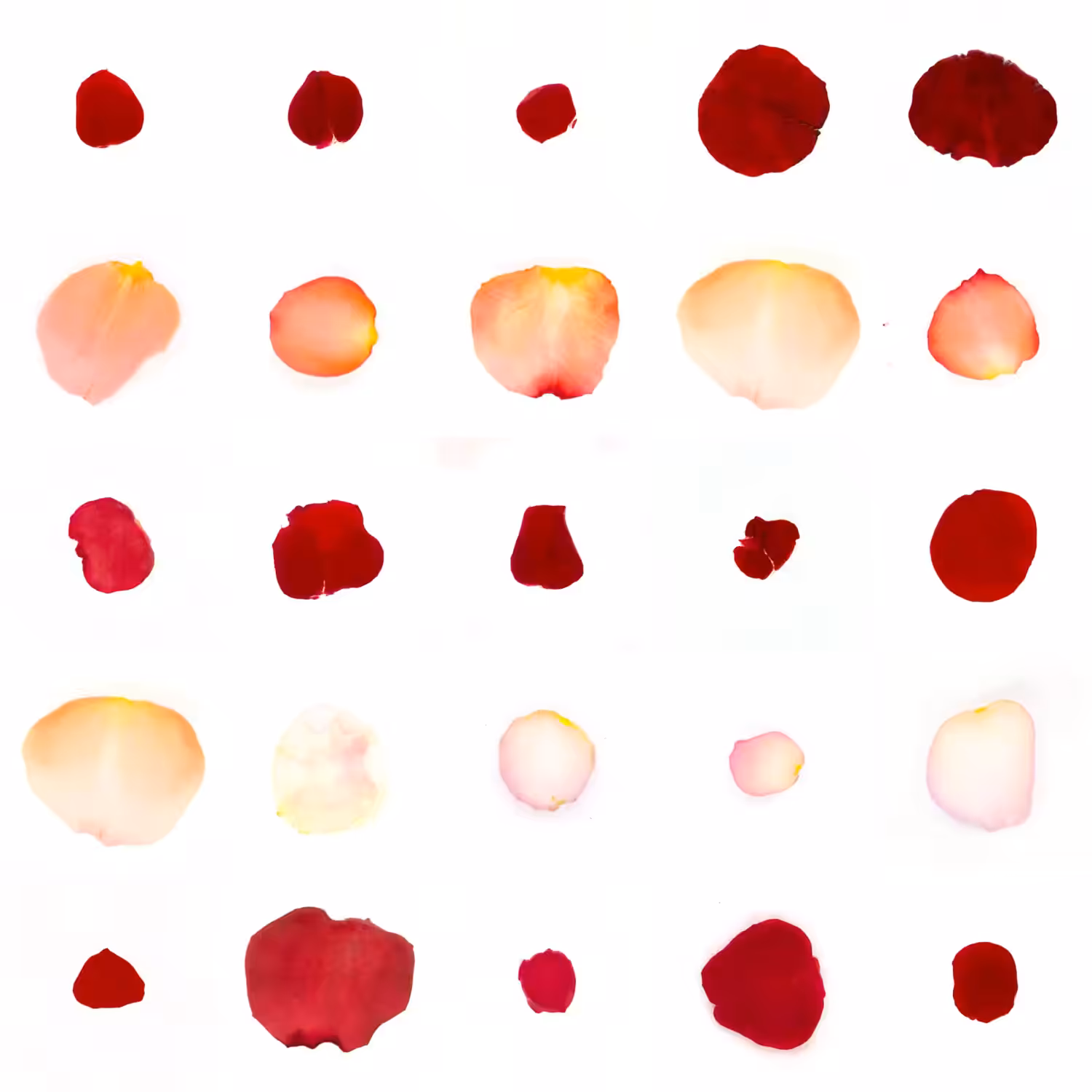 Infinite Petals 5x5#638