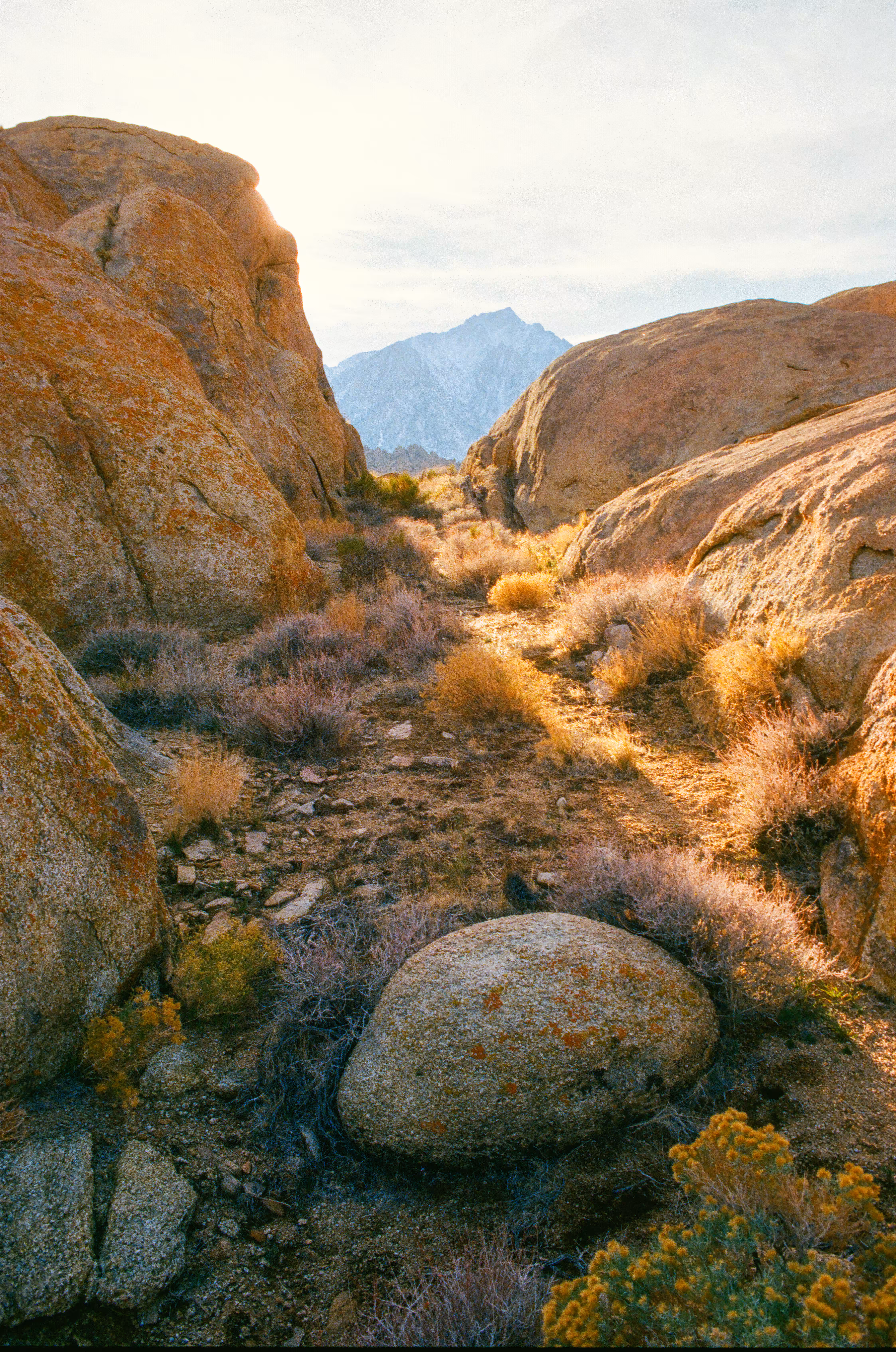 Desert Light