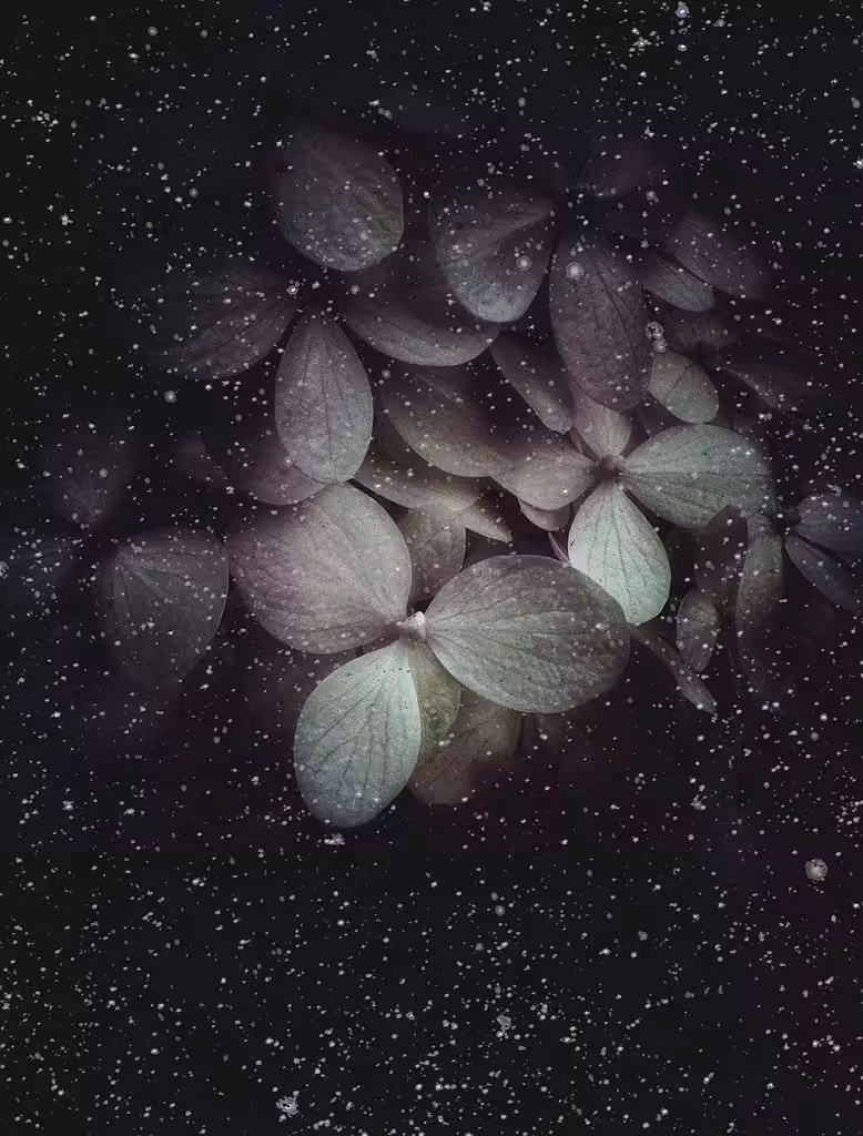 Decorous Interstellar Microphylla