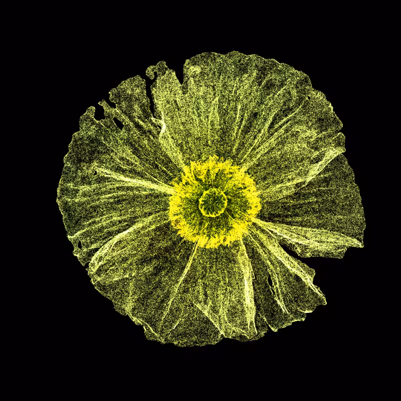 White Poppy 30 #12