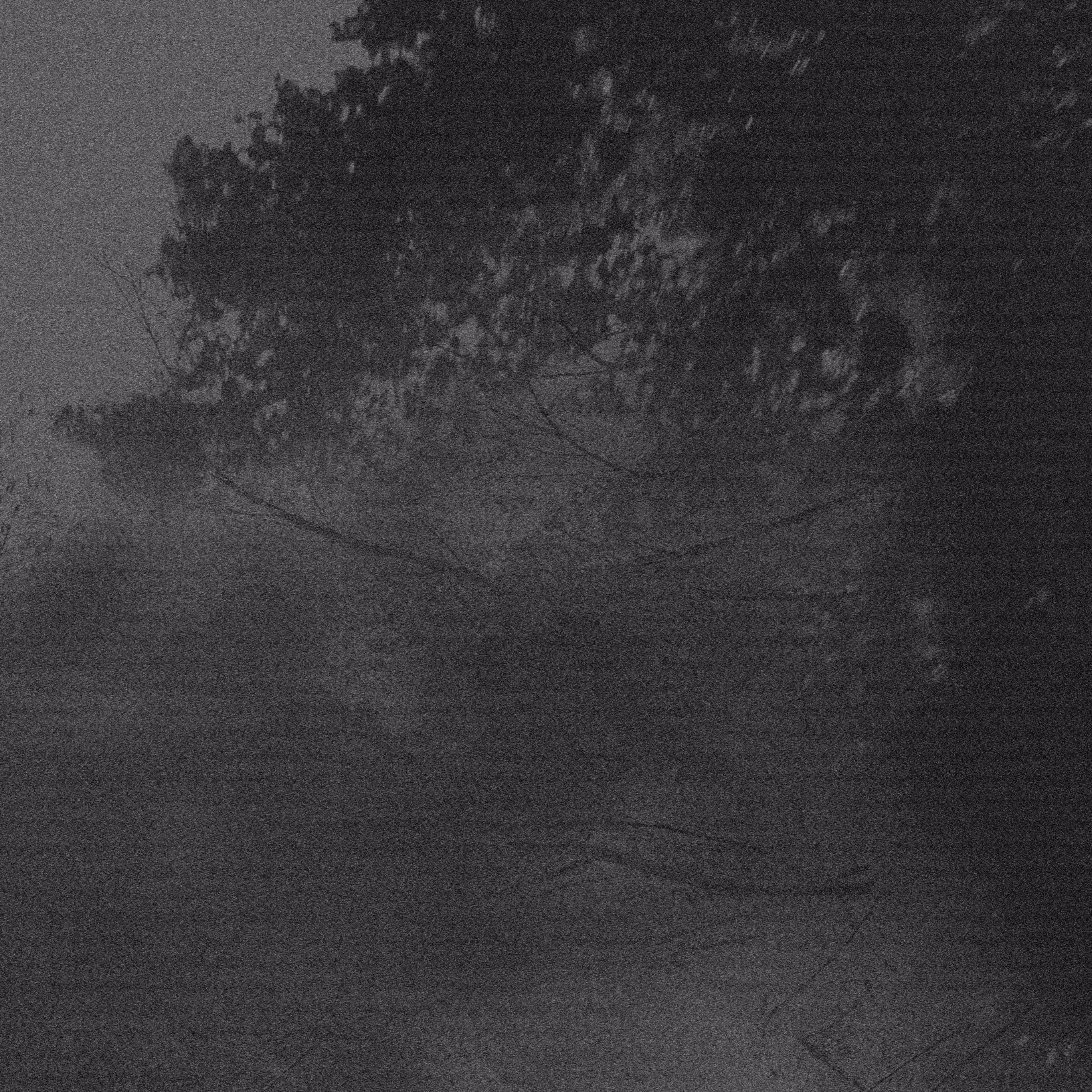 in the fog