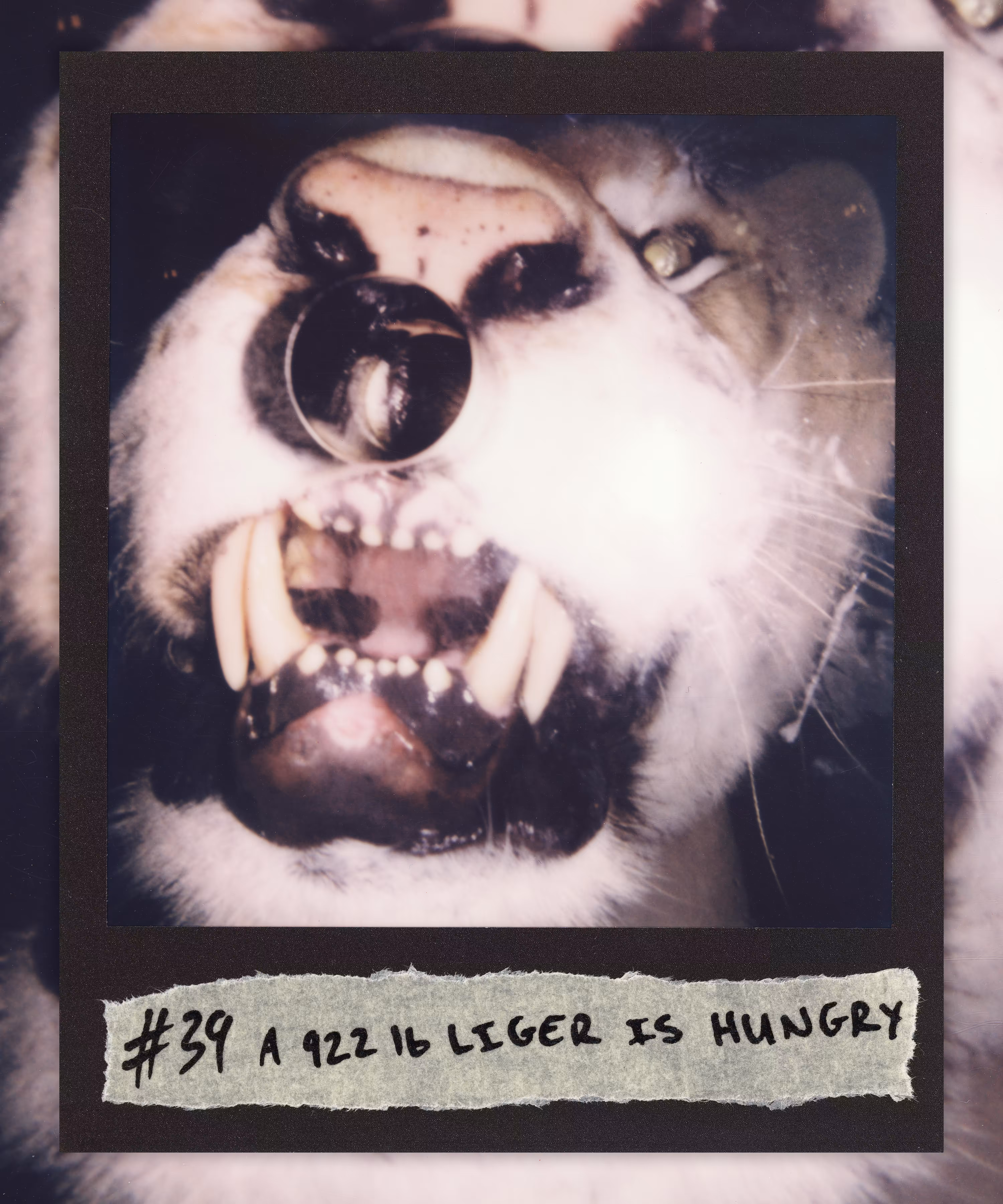 99 Originals: #39 A 922 lb LIGER IS HUNGRY