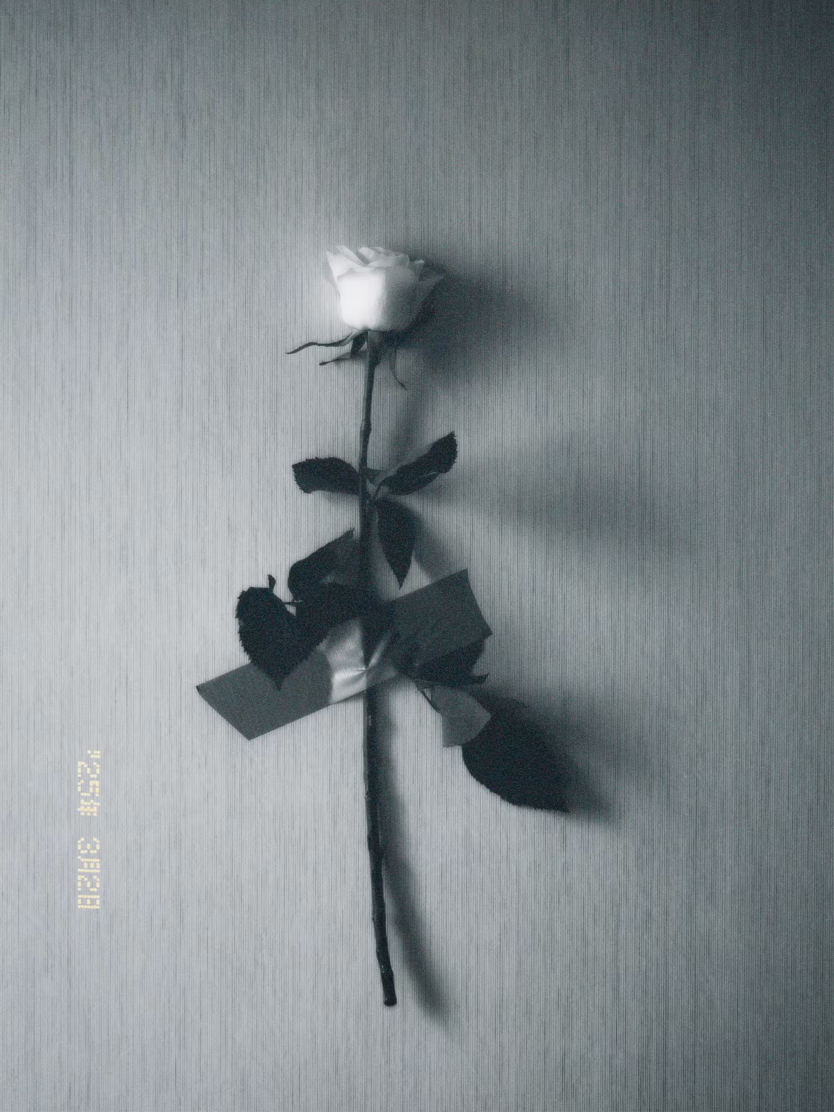 The rose