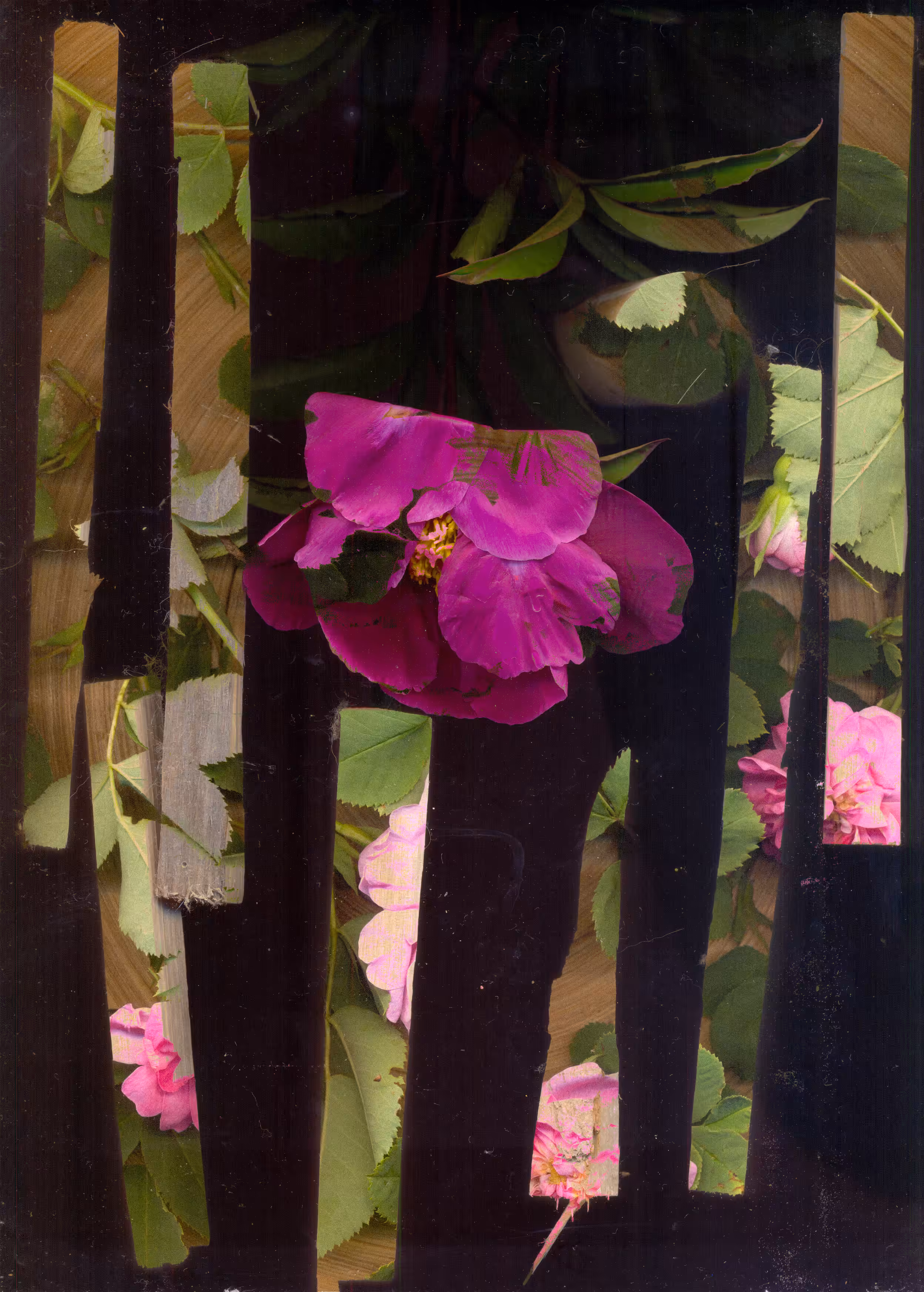 Scanography poster: Flower and wood