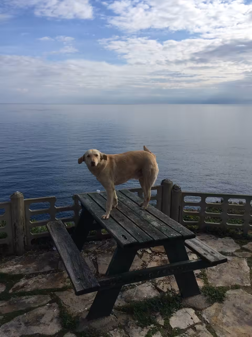 Dog and the sea