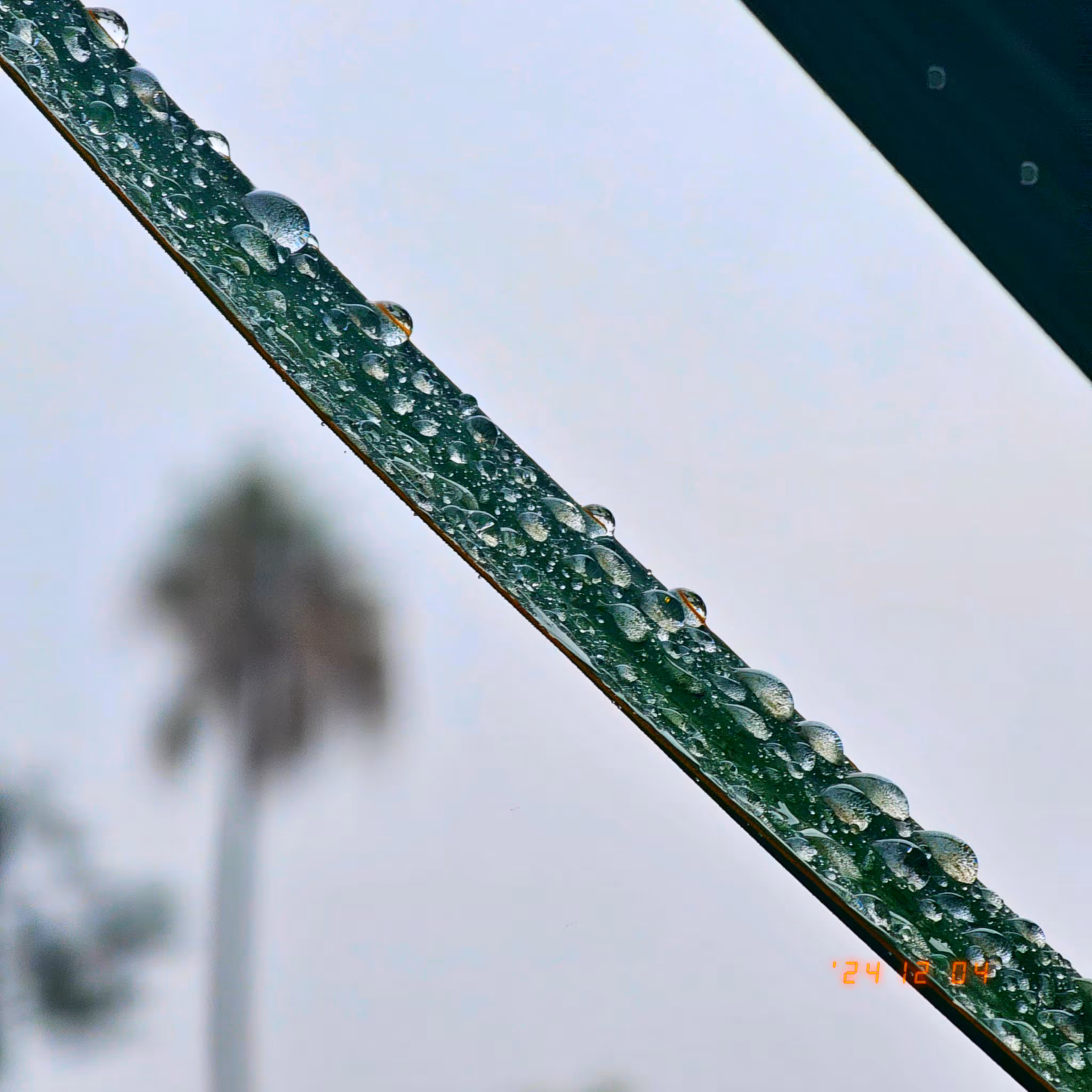 :a Visual Odyssey:: Day 339/365