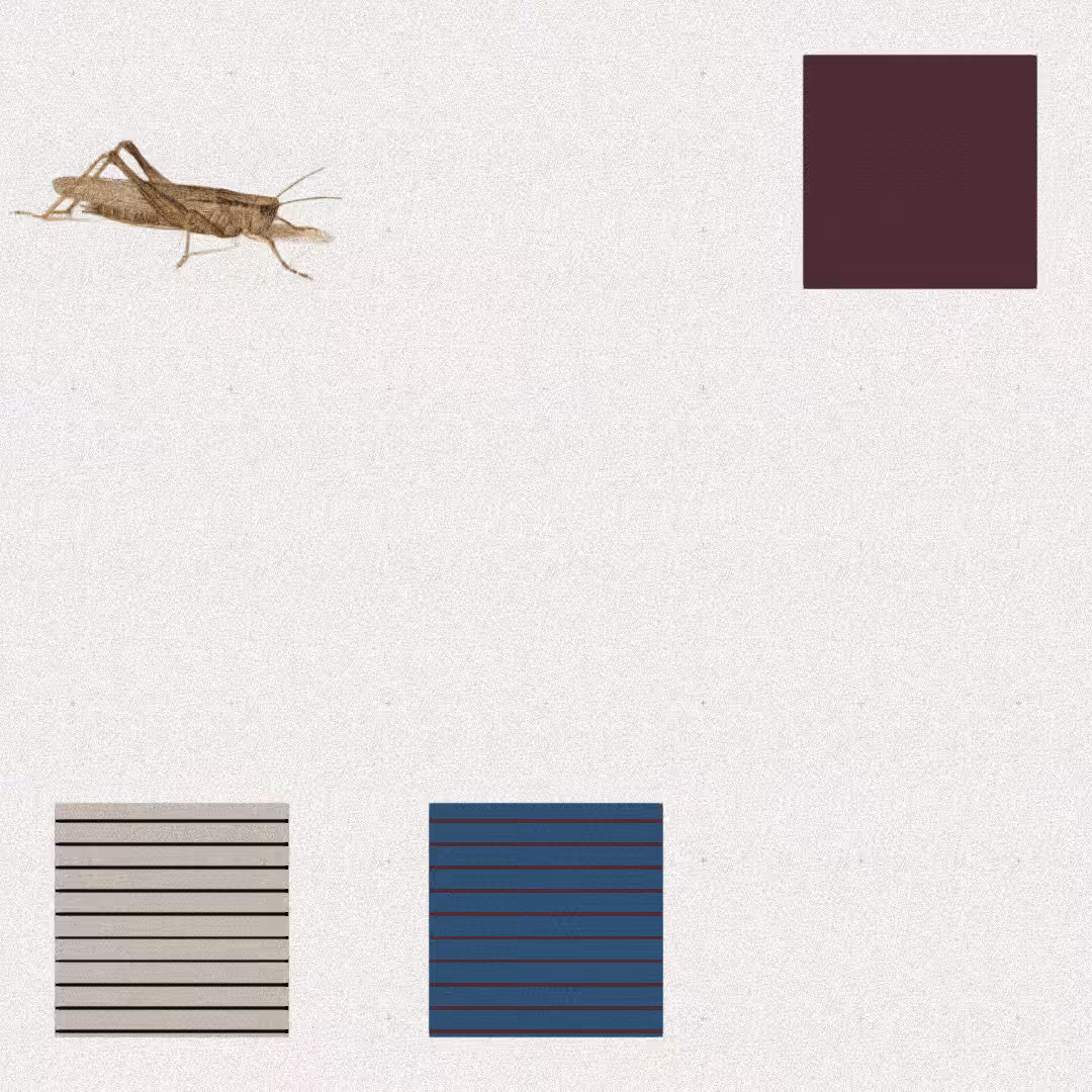 Grasshopper #73