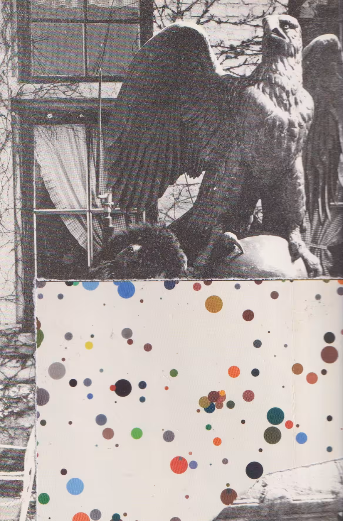 Cut: Département des Aigles