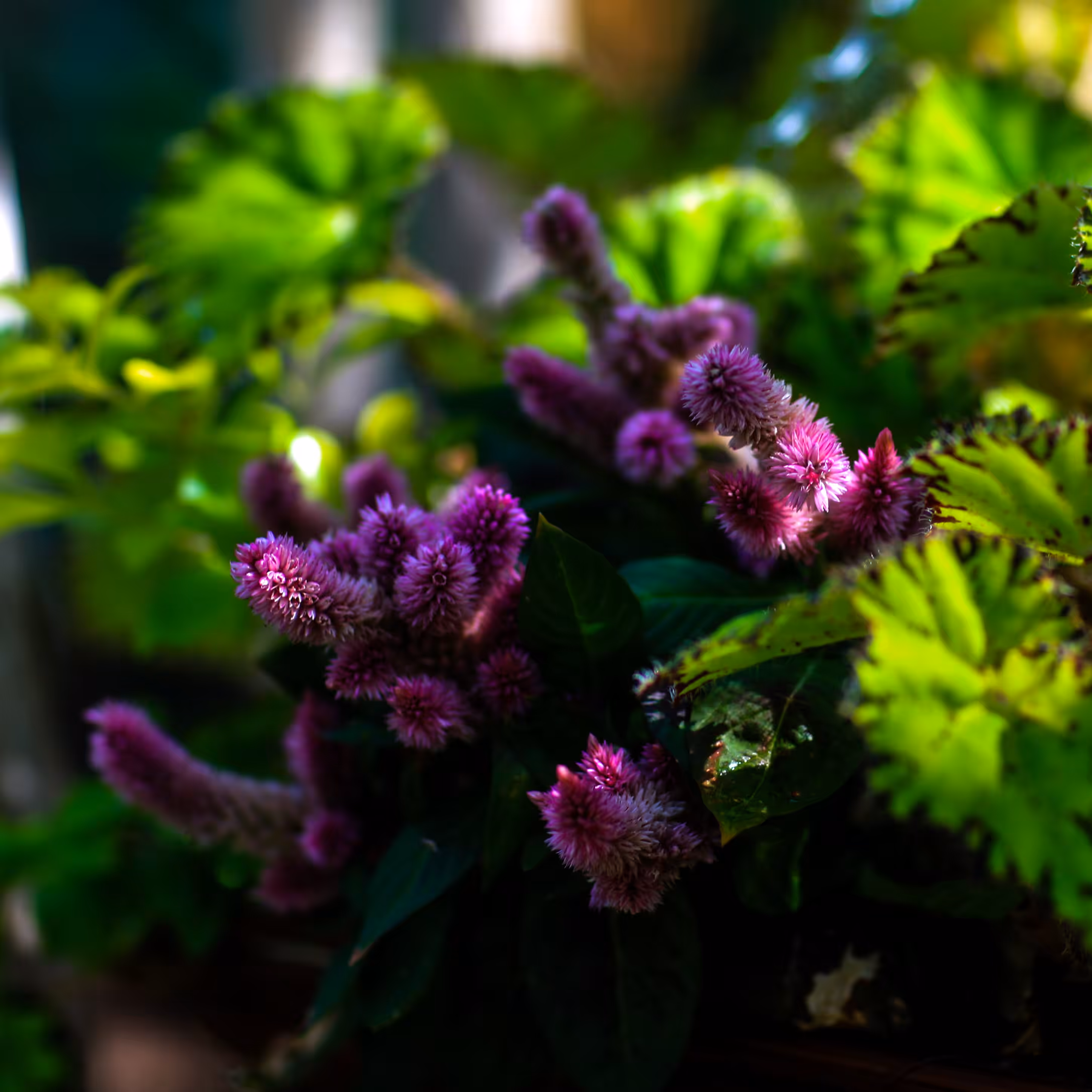 Celosia Argentea