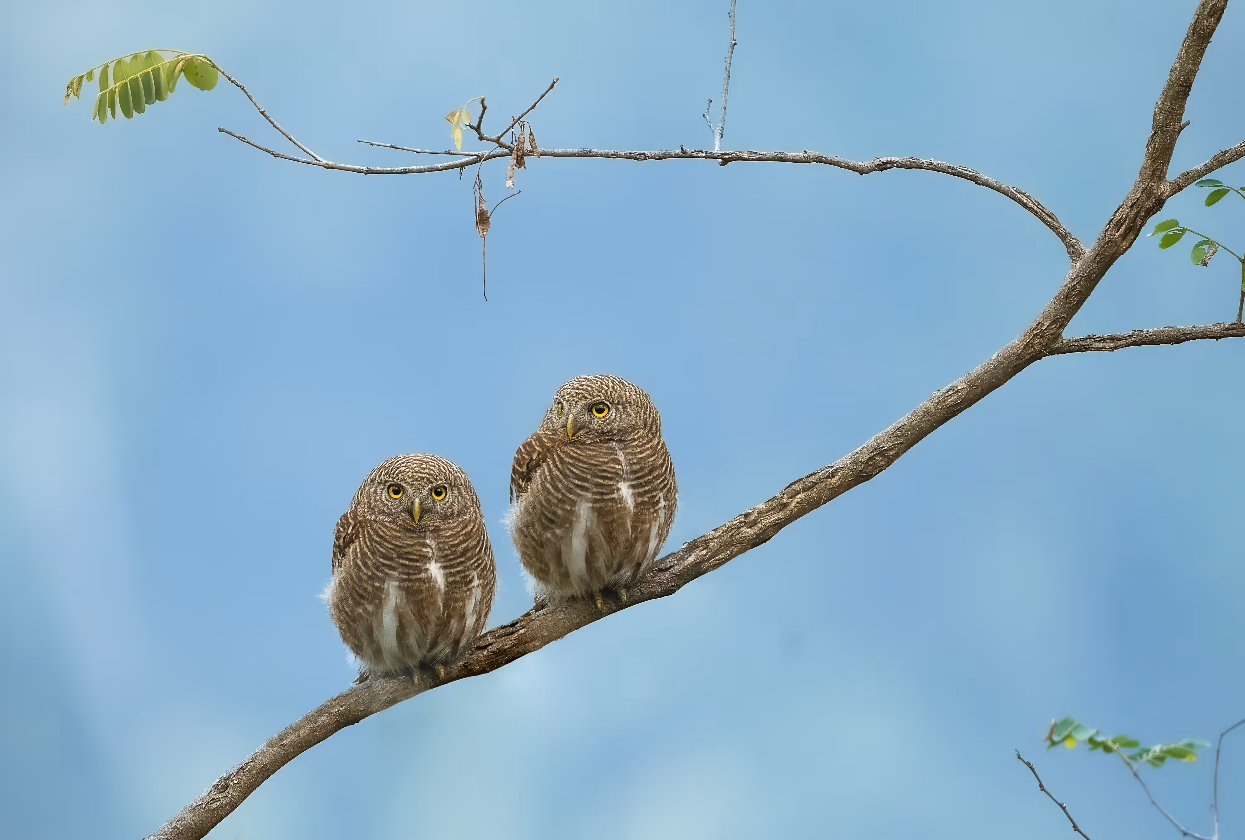 Asian Barred Owlet  🦉🦉