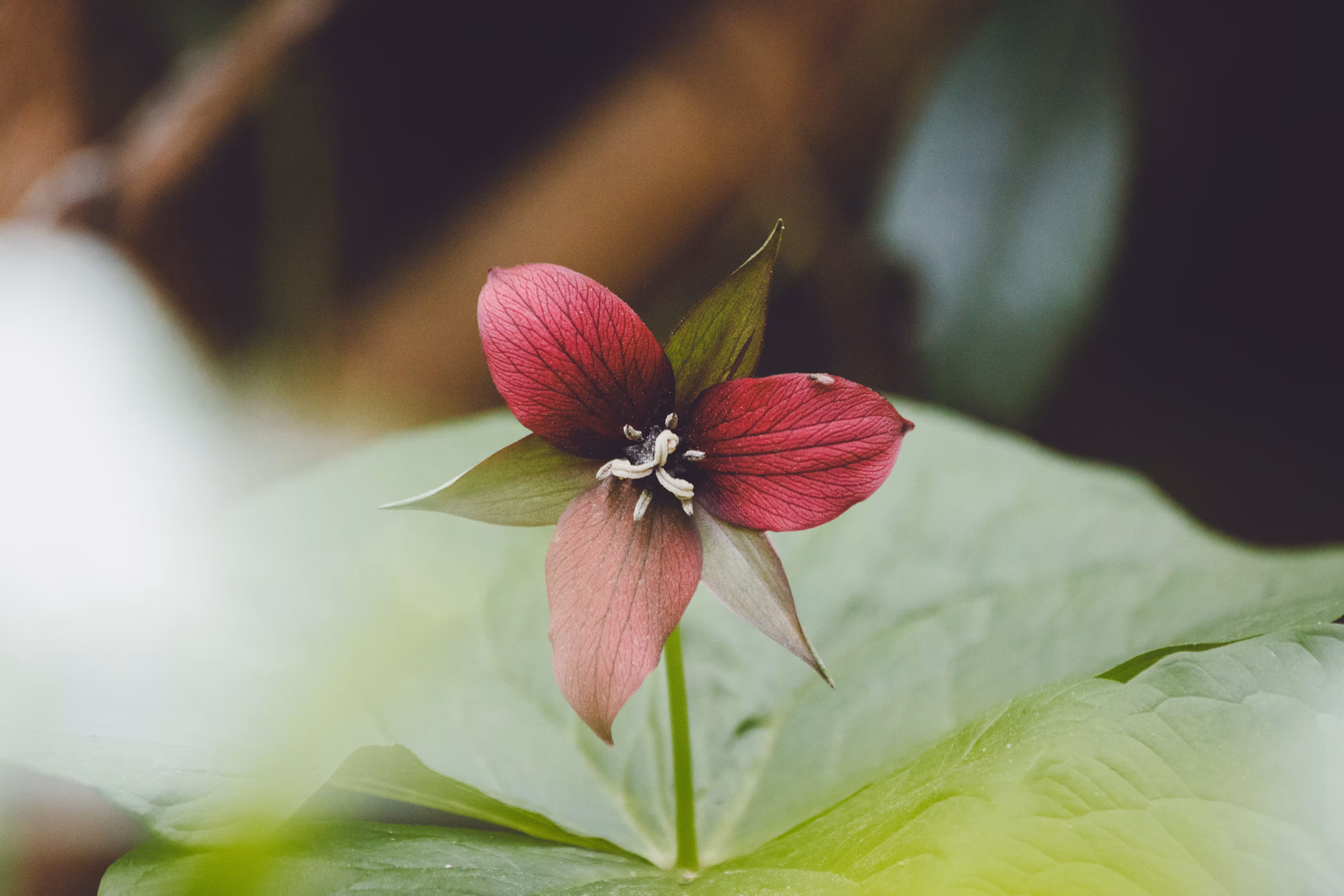 Natural Focus: Solitary Heartbeat