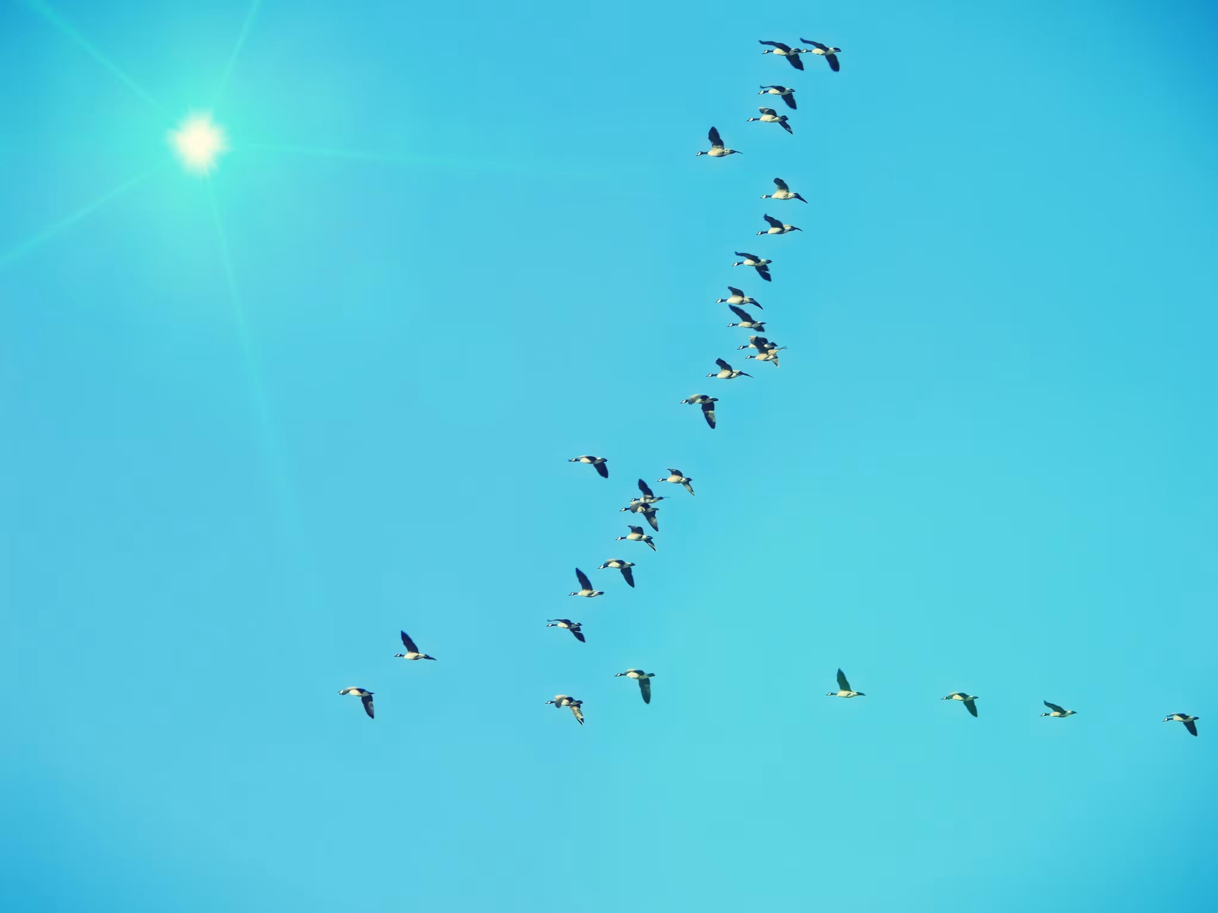 Community Geese