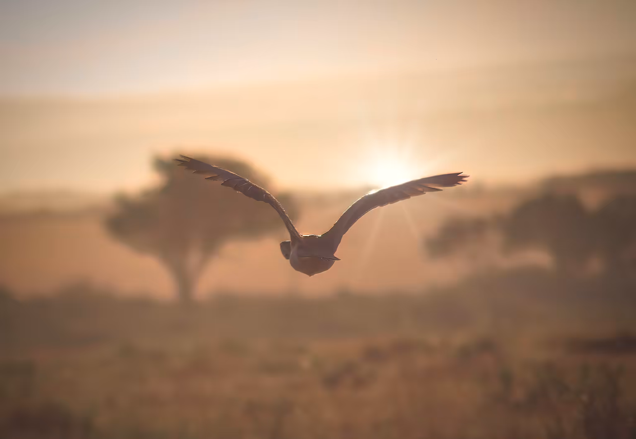 Flight of Icarus