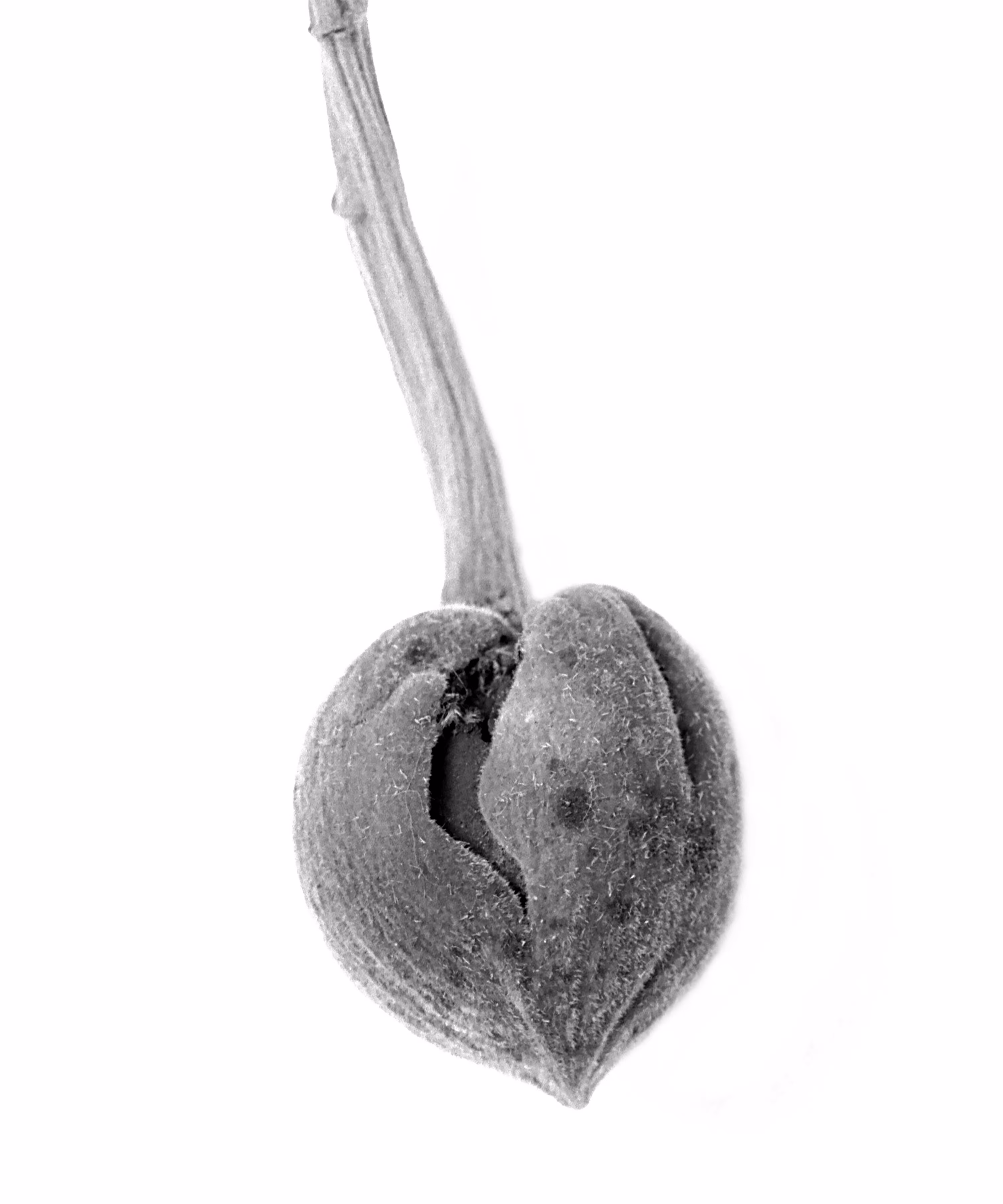 Young Baobab Fruit (Adansonia digitata)