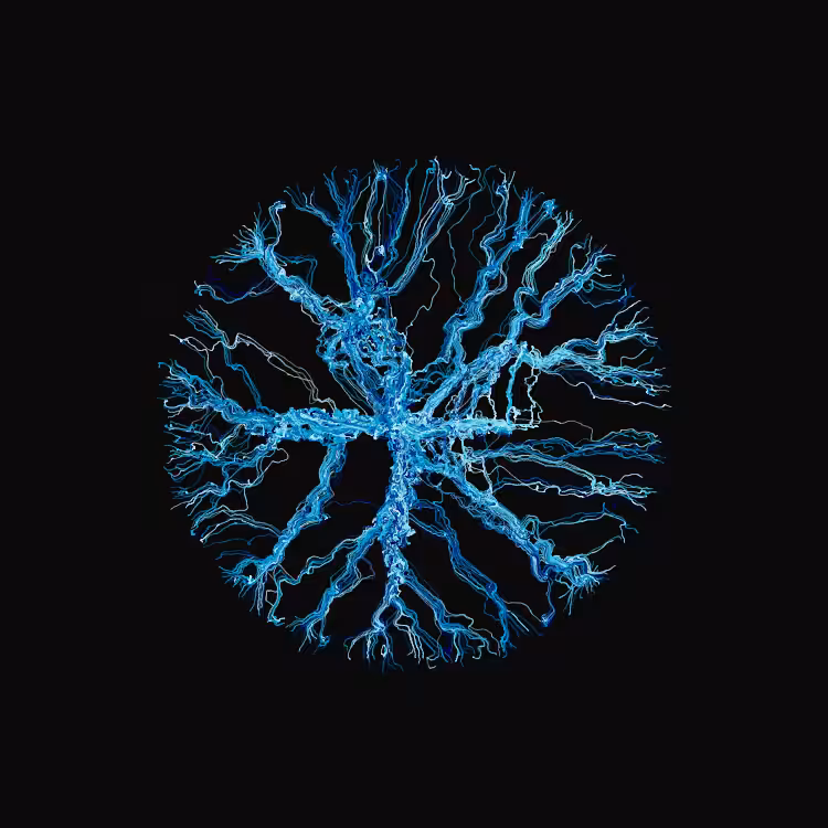 Ginseng #16