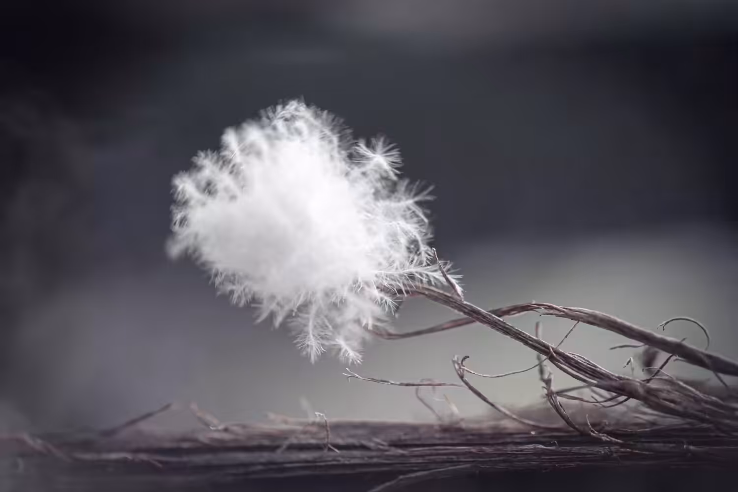 In Silence it Grows...