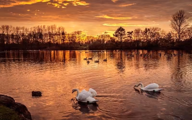 Swan Lake 