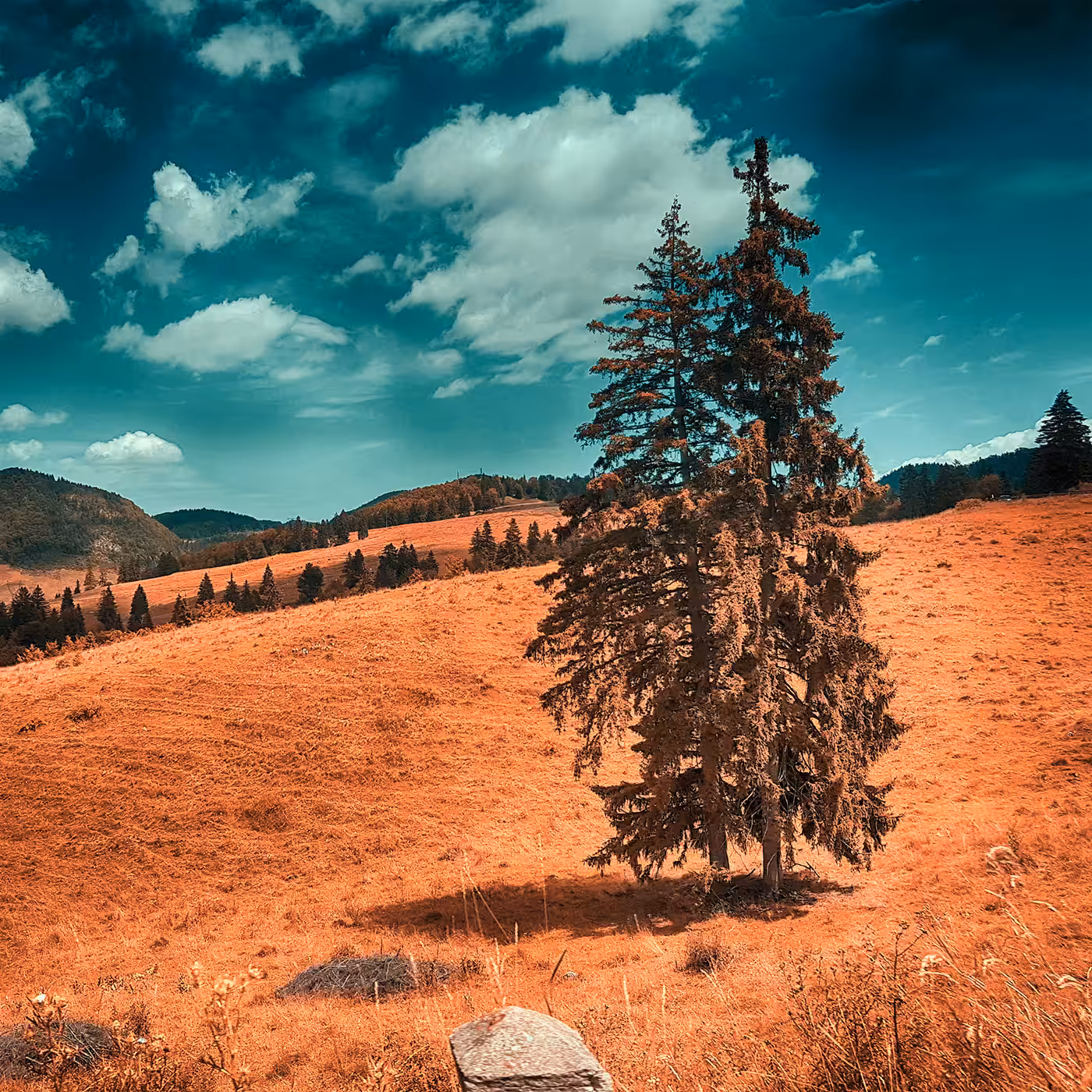 The Two Trees