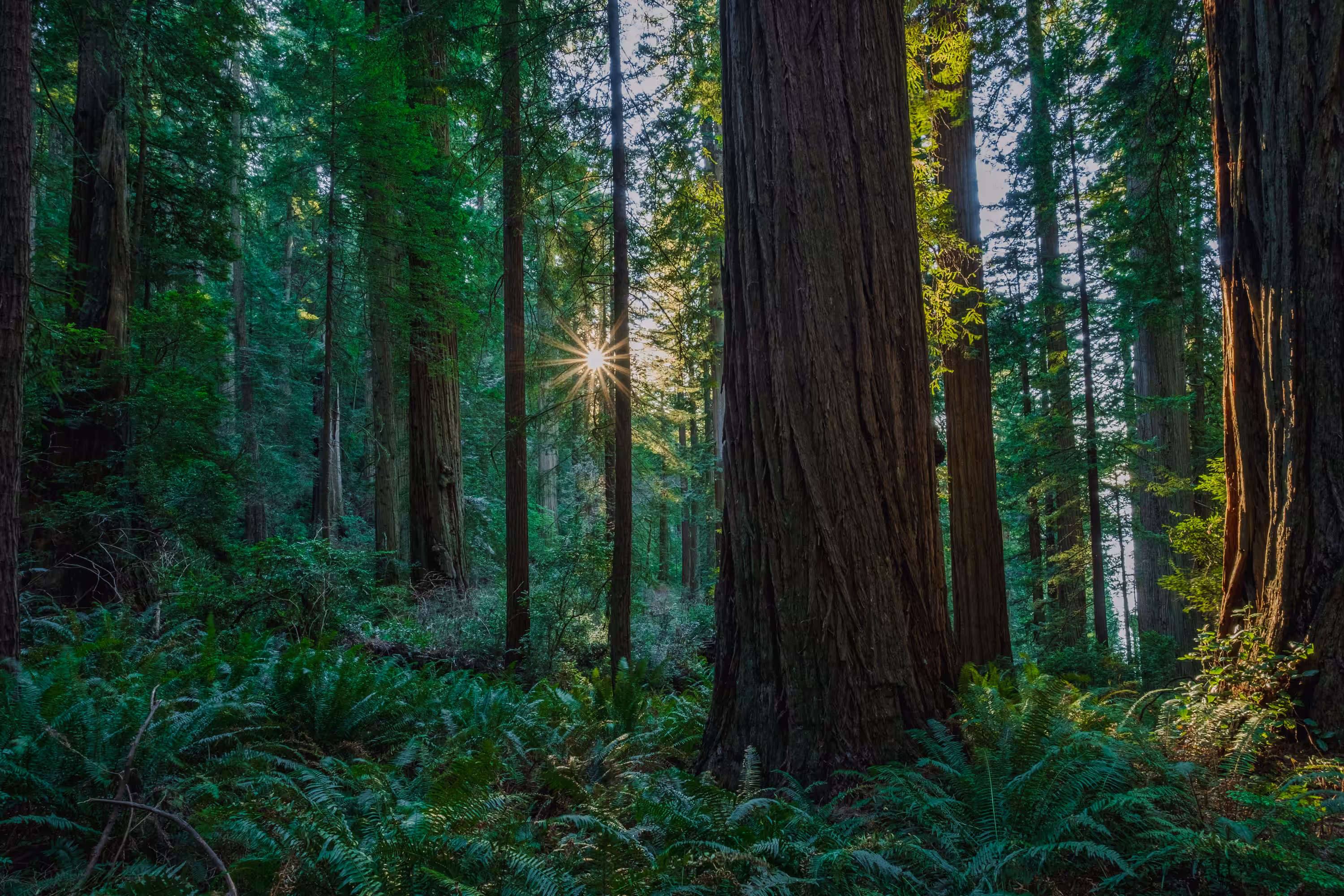 Tranquility in the Redwoods