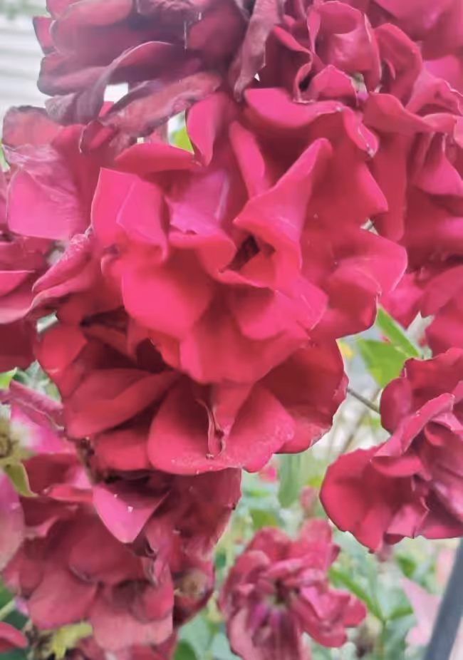 Summer Blossoms