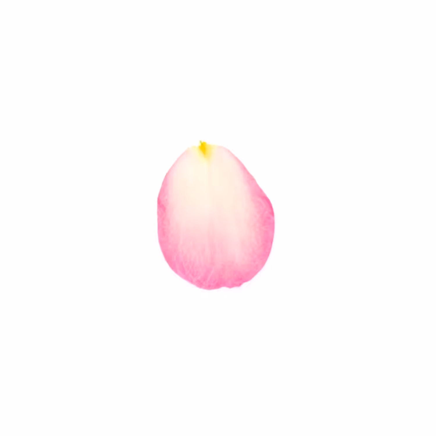 Infinite Petals 1x1#37