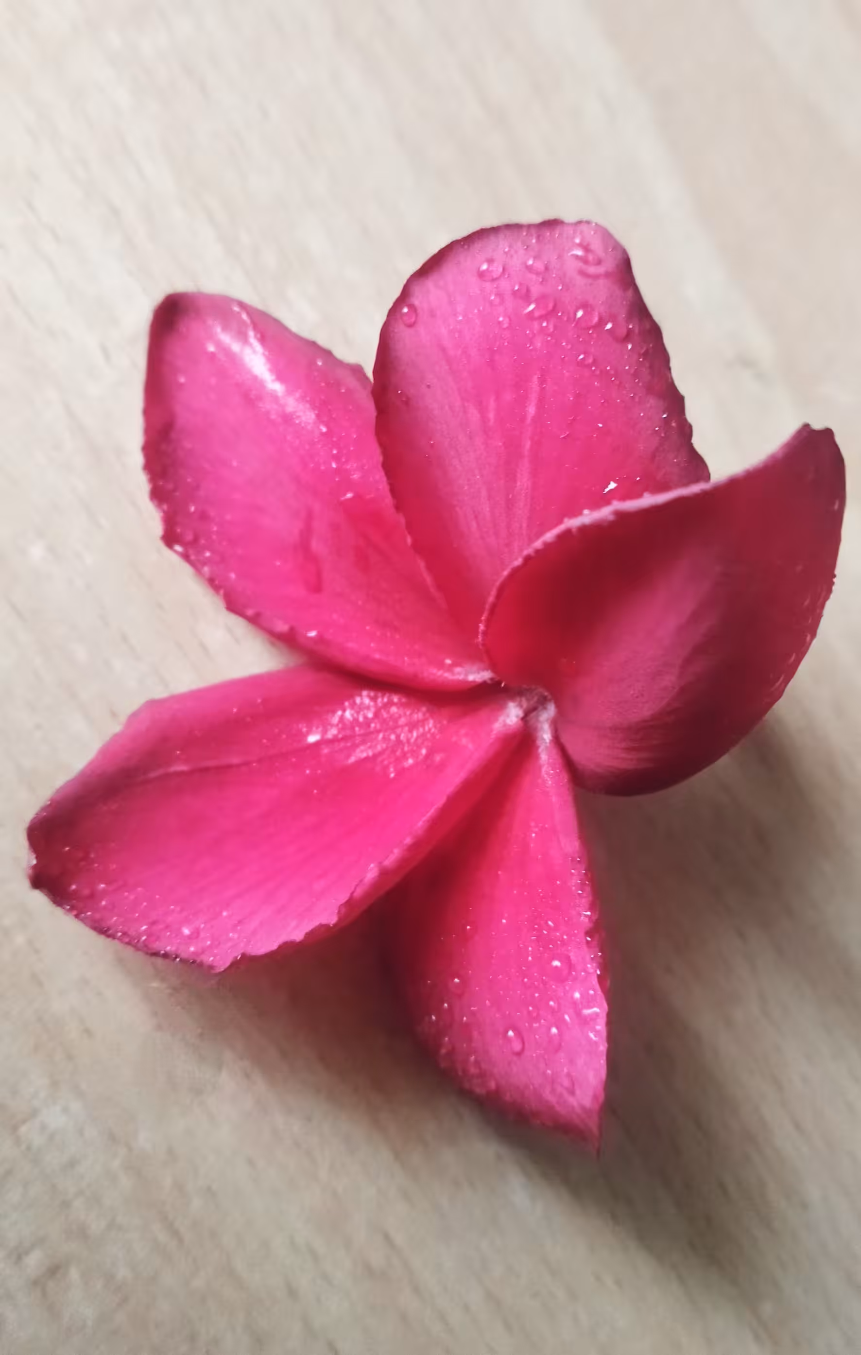 Plumeria Rubra 