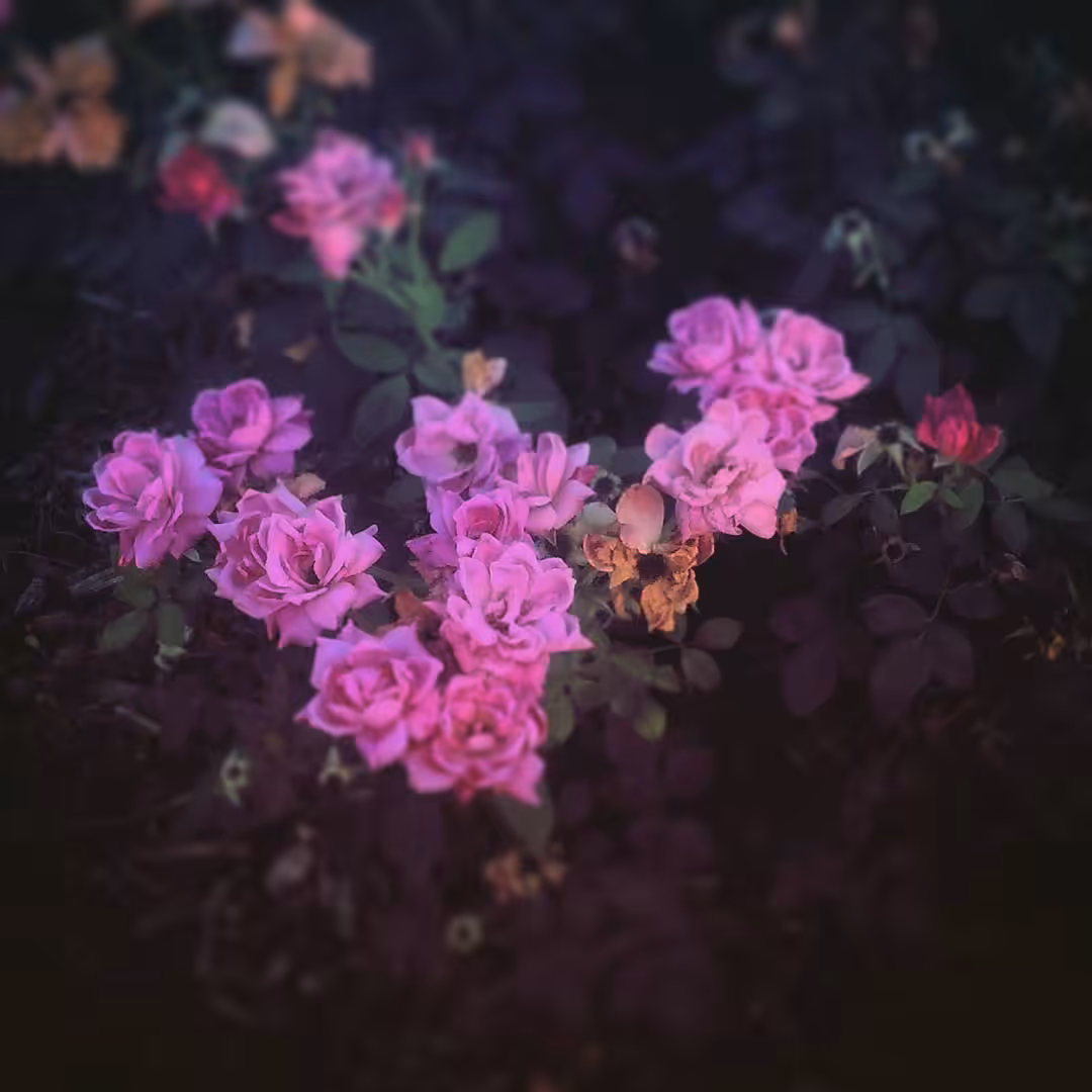 Flowers for my Friends #1 