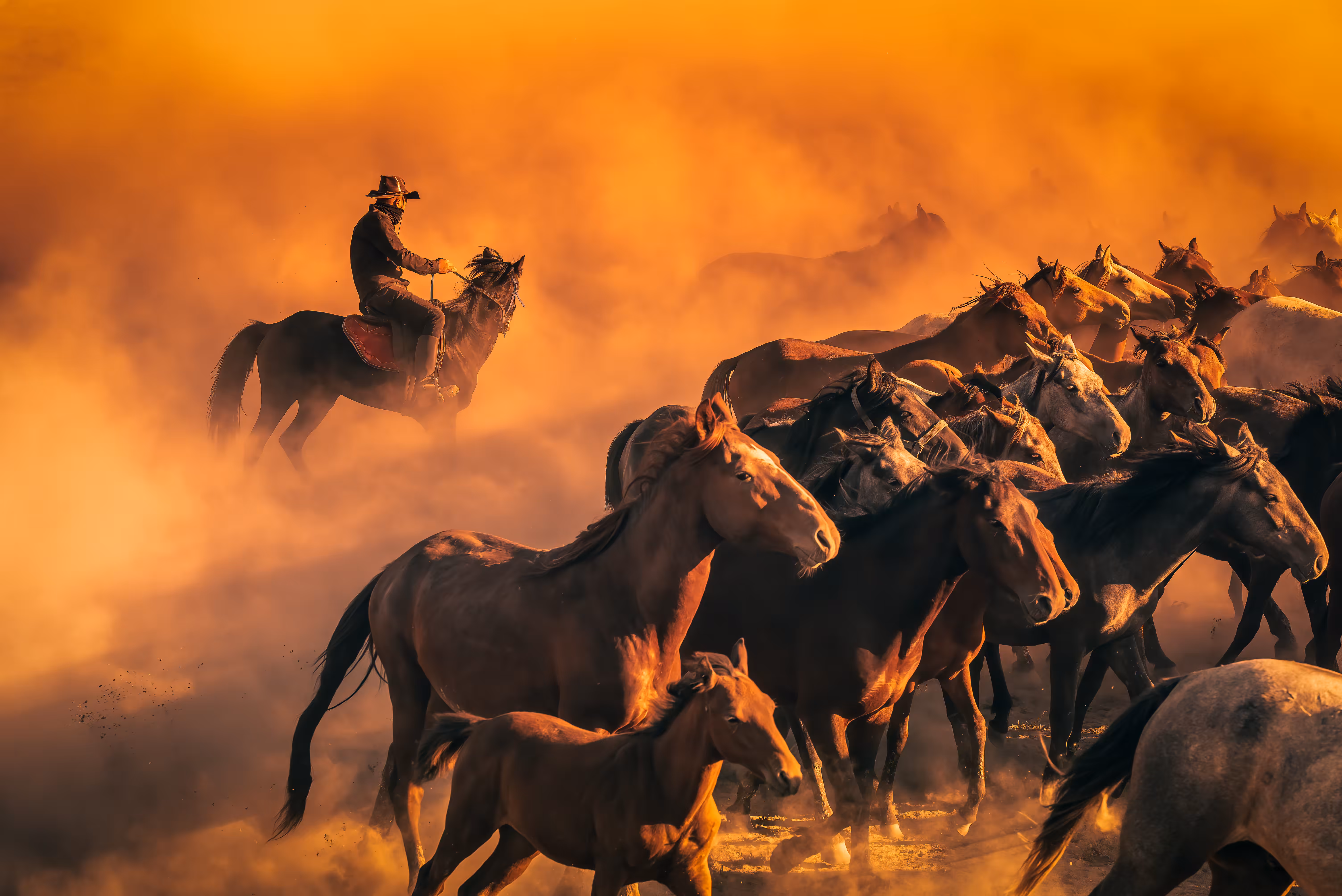 The Black Rider