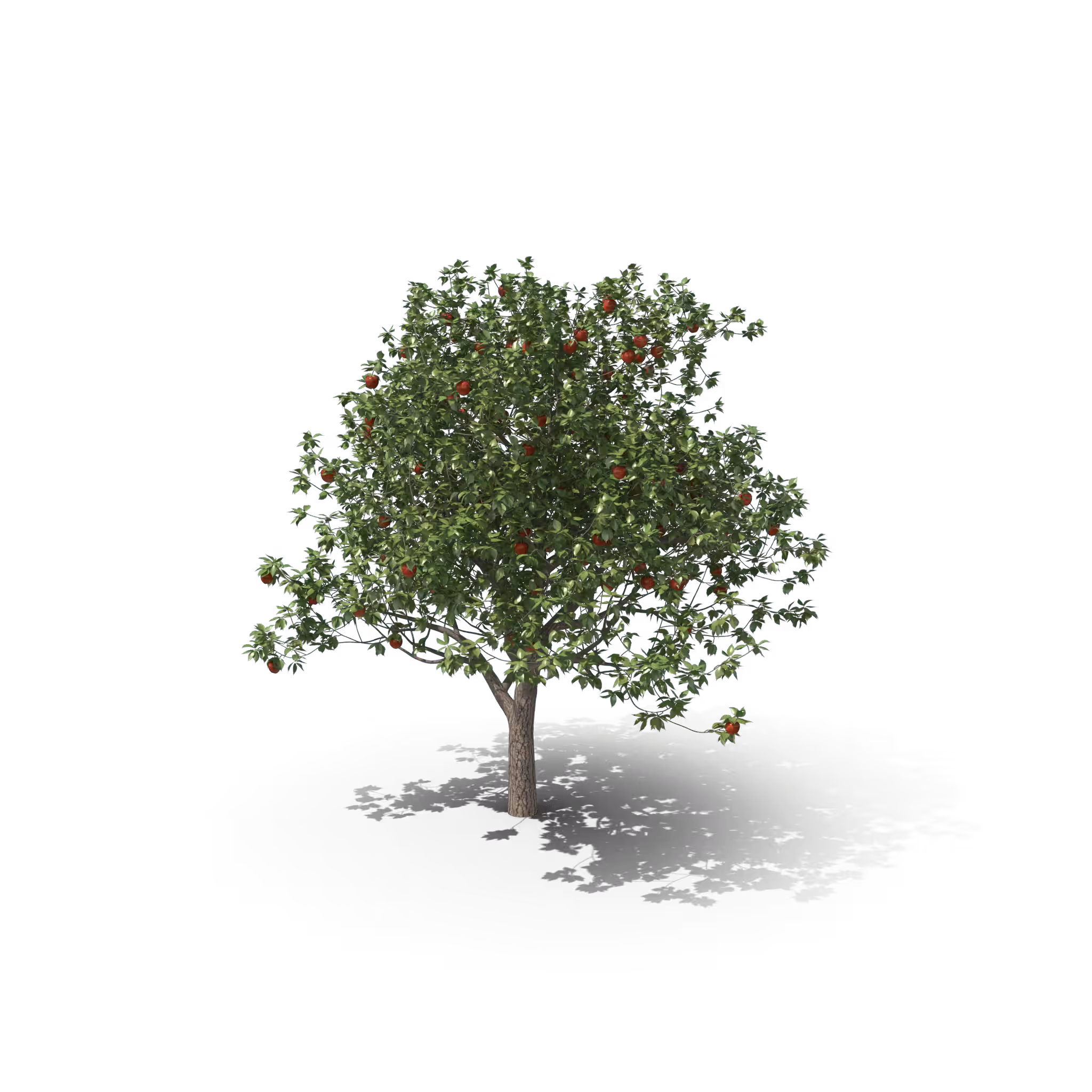 Your Tree #43