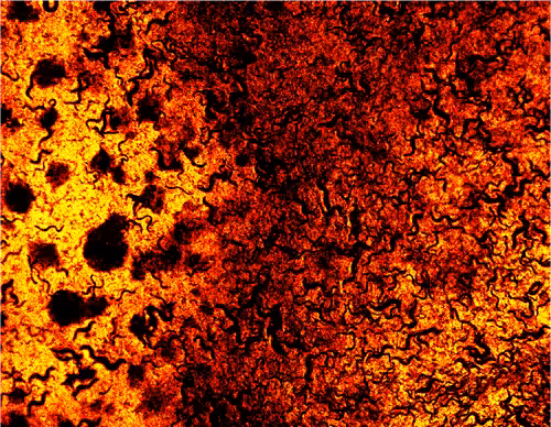 Skulls and Worms #19