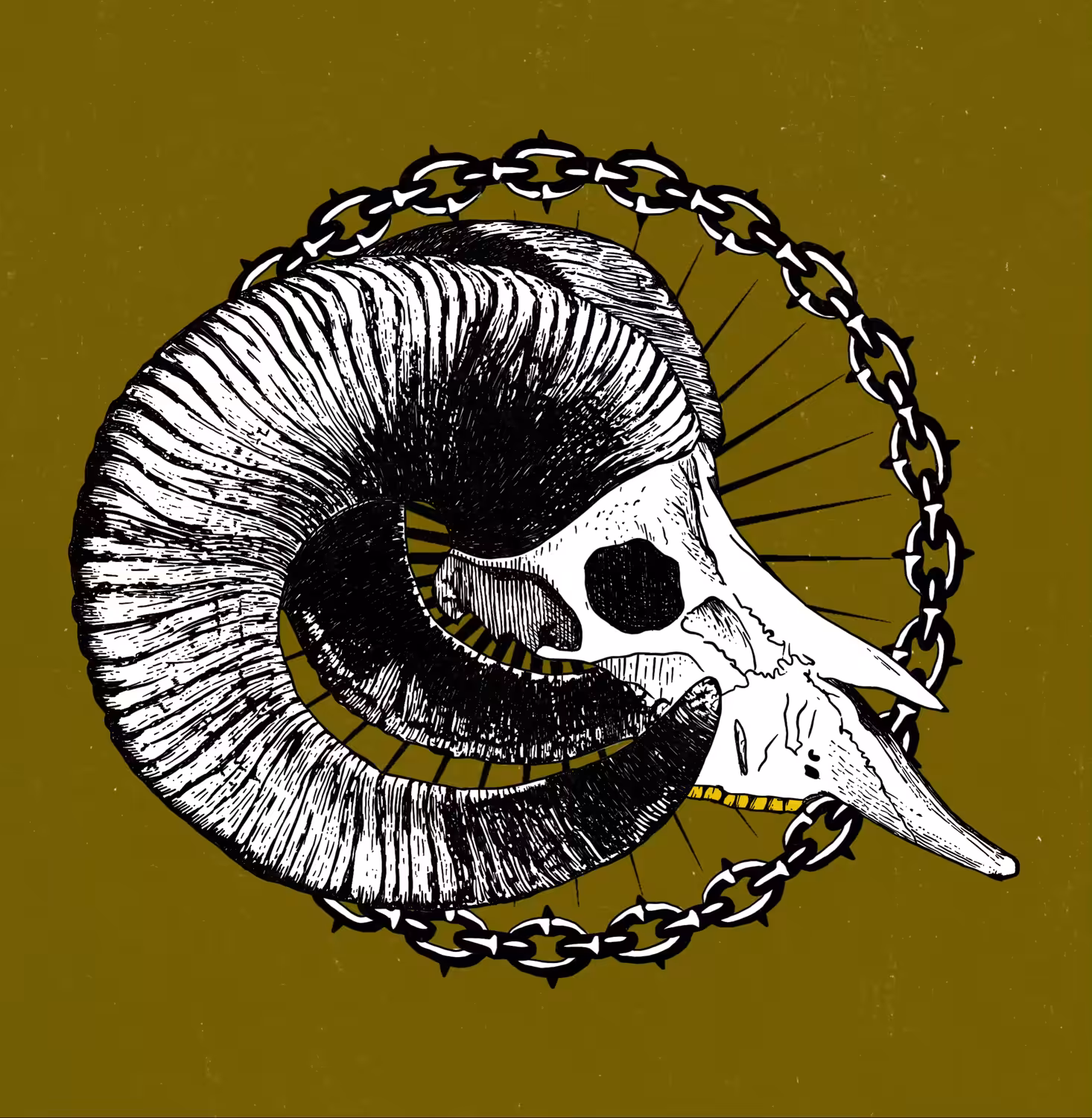 ARGALI SKULL