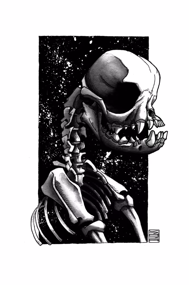 Pug Skeleton Study