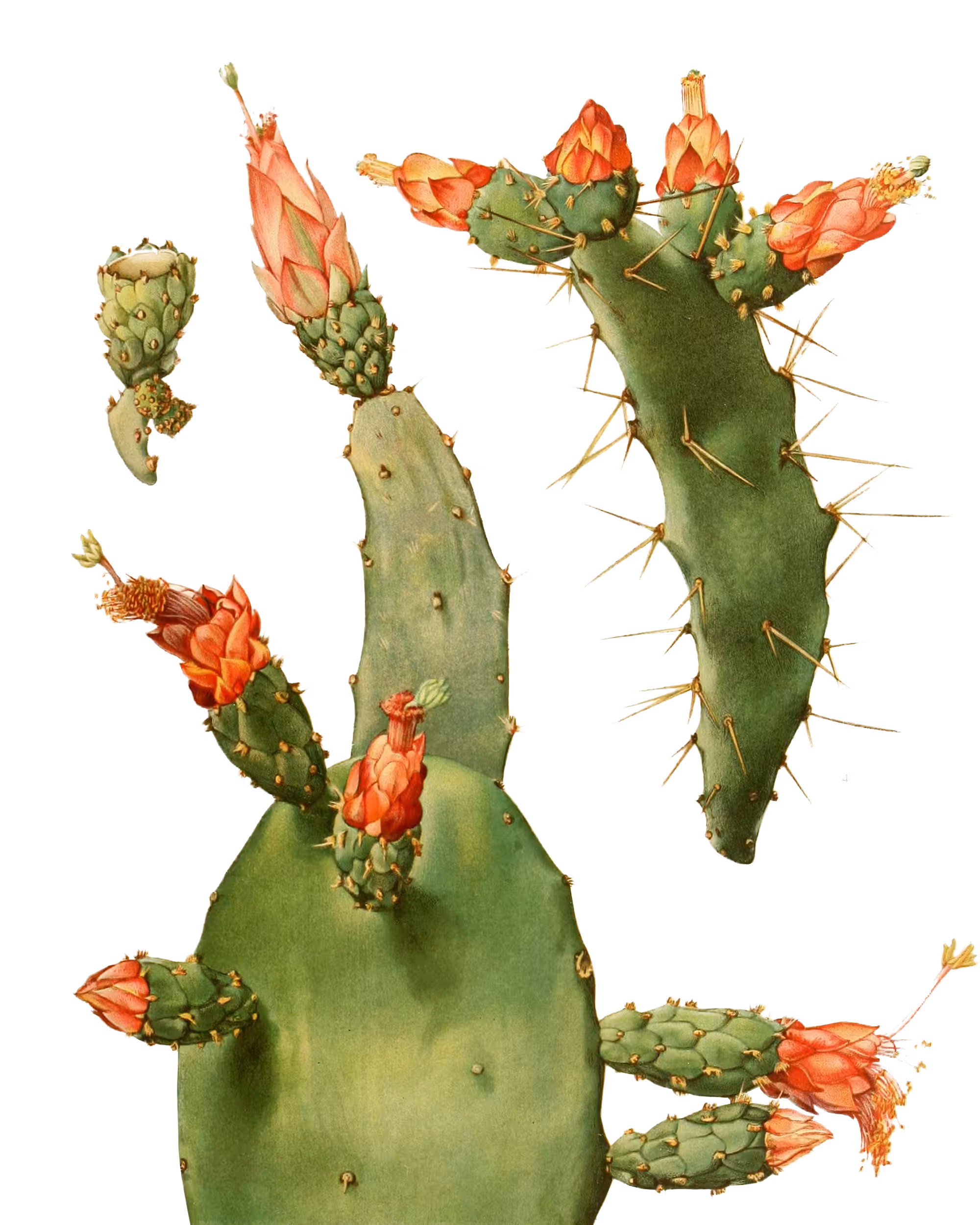SLIMESHOP - Floating Cactus - #3190