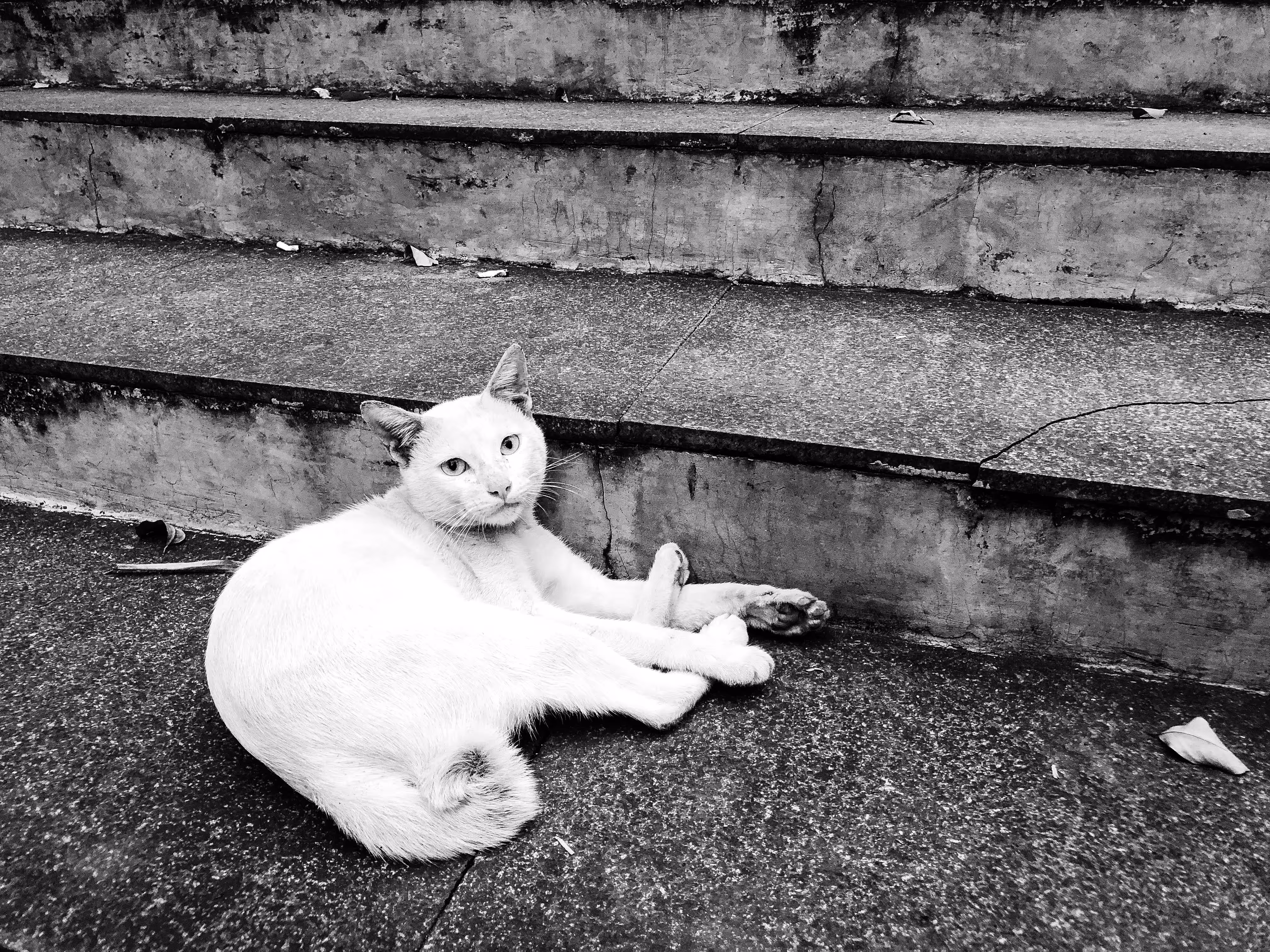 stray stare
