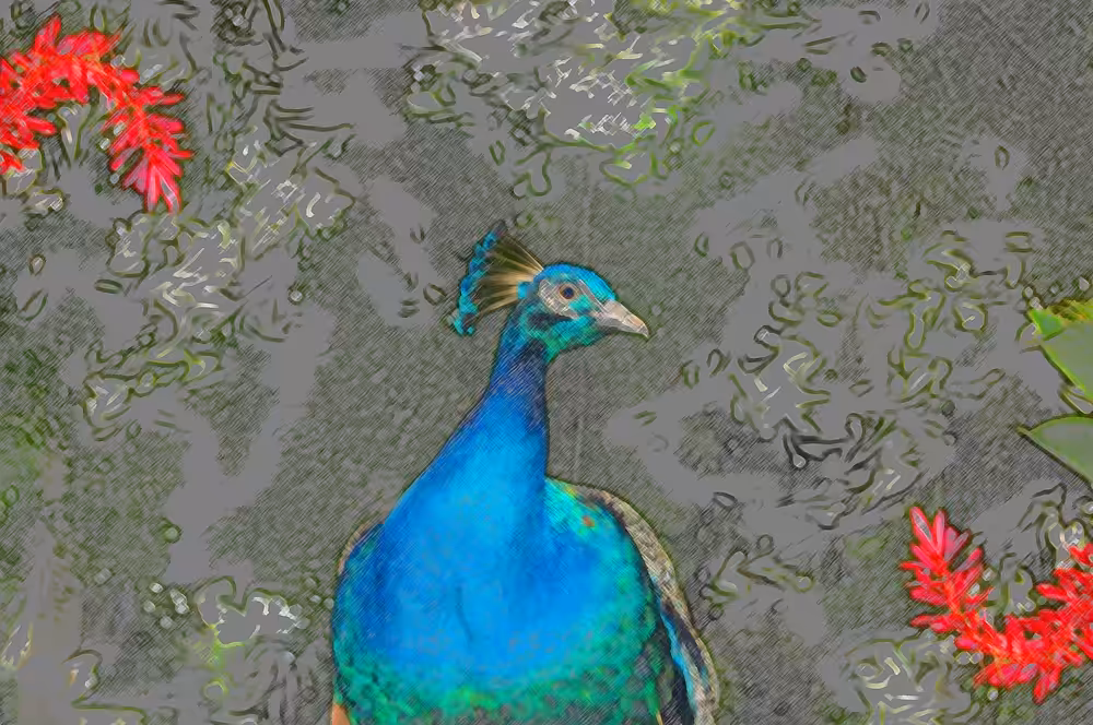 Peacock