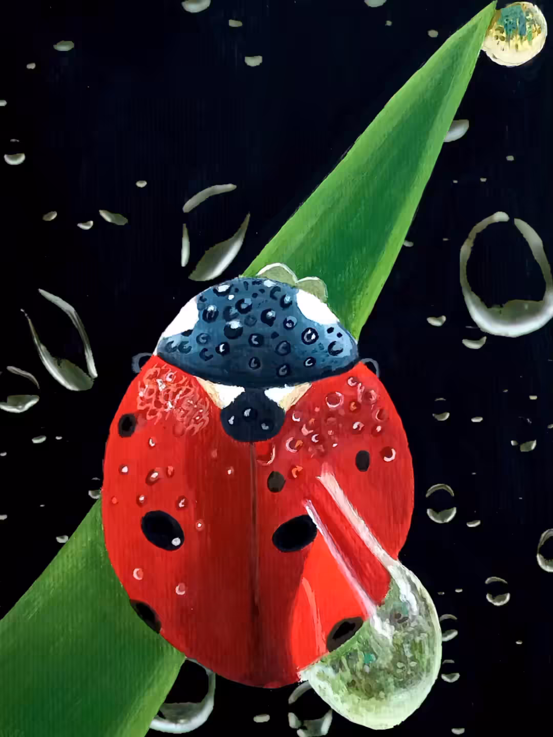ladybug🐞