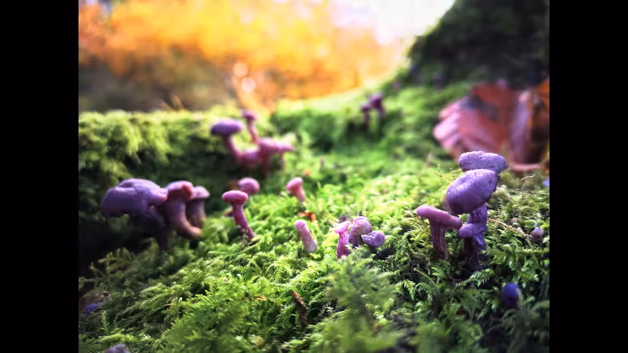 Amethyst Dream