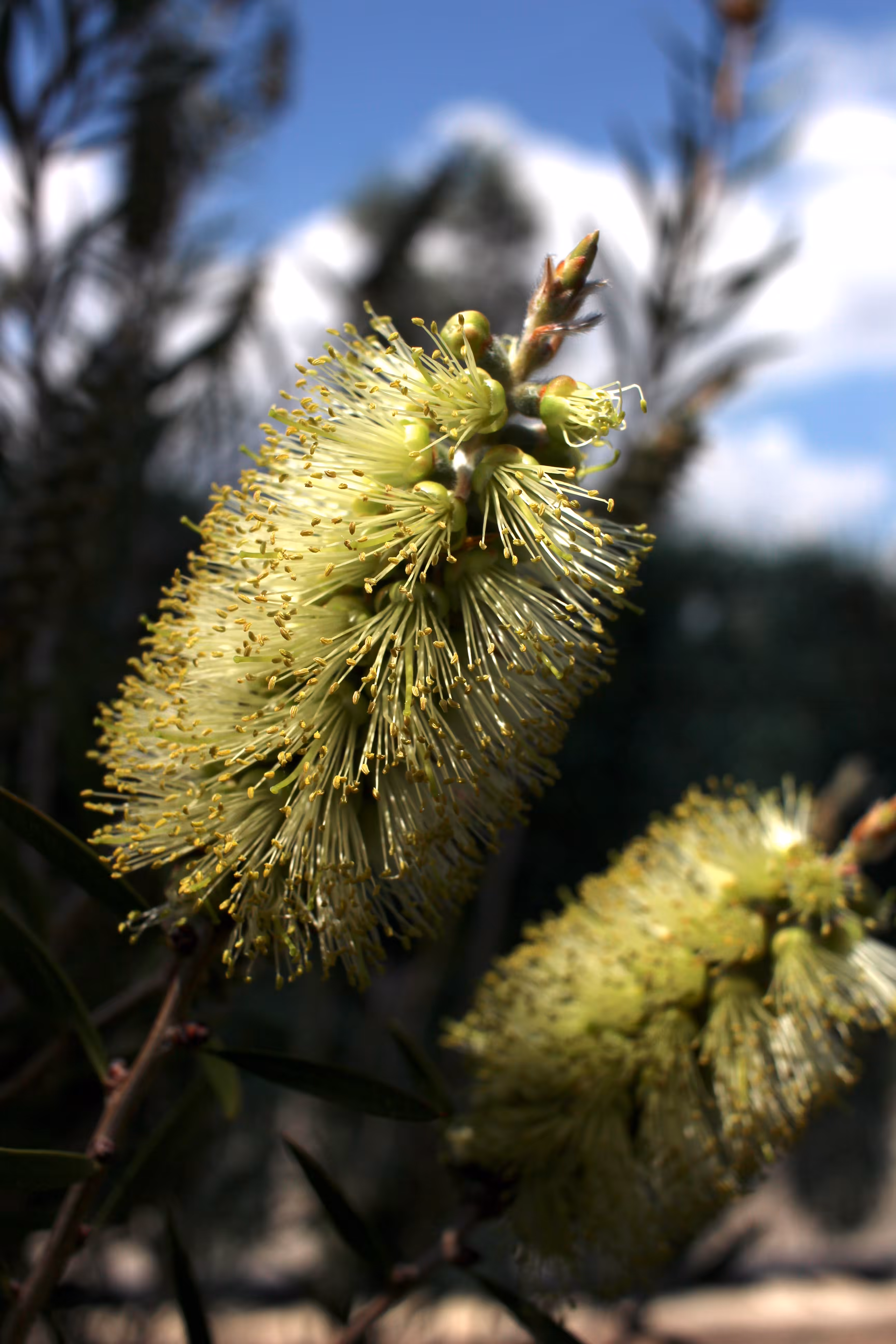 Callistemon viridiflorus
