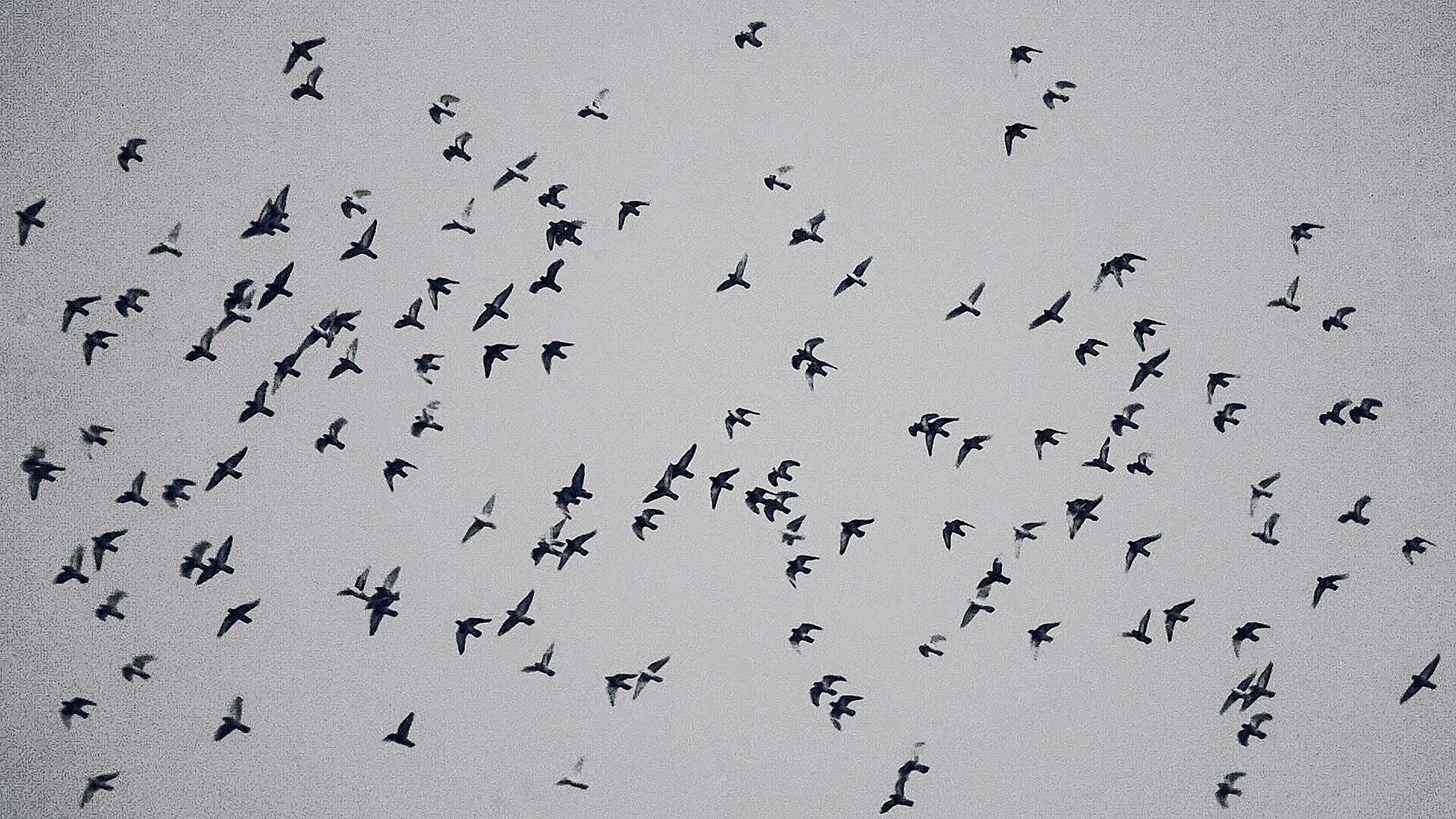 freedom