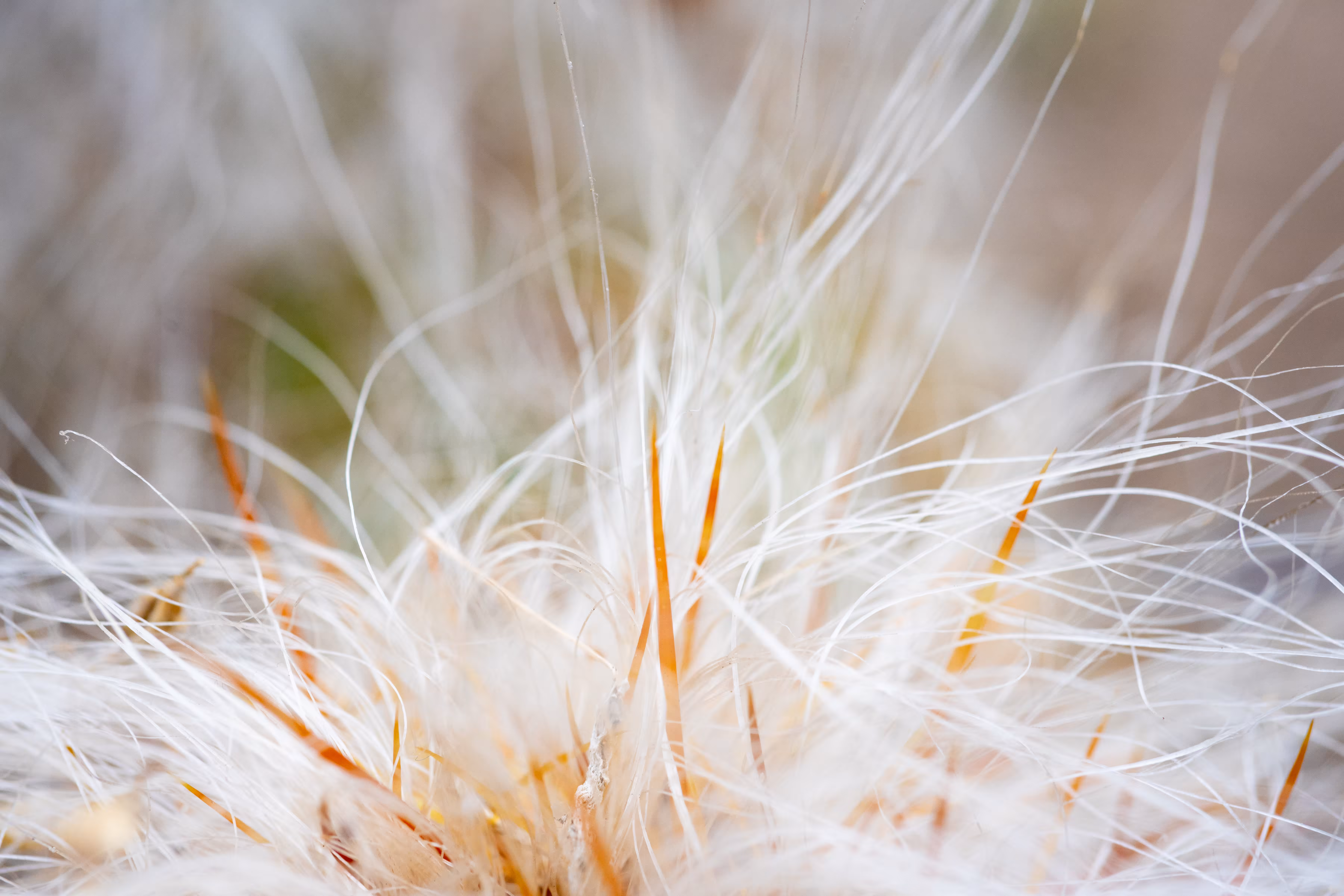 Fluffy Cactus 
