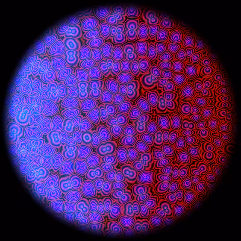 Motile #6