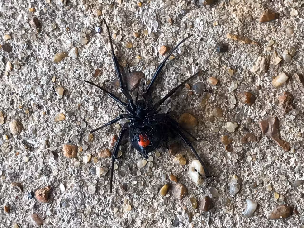 Texas Black Widow Spider