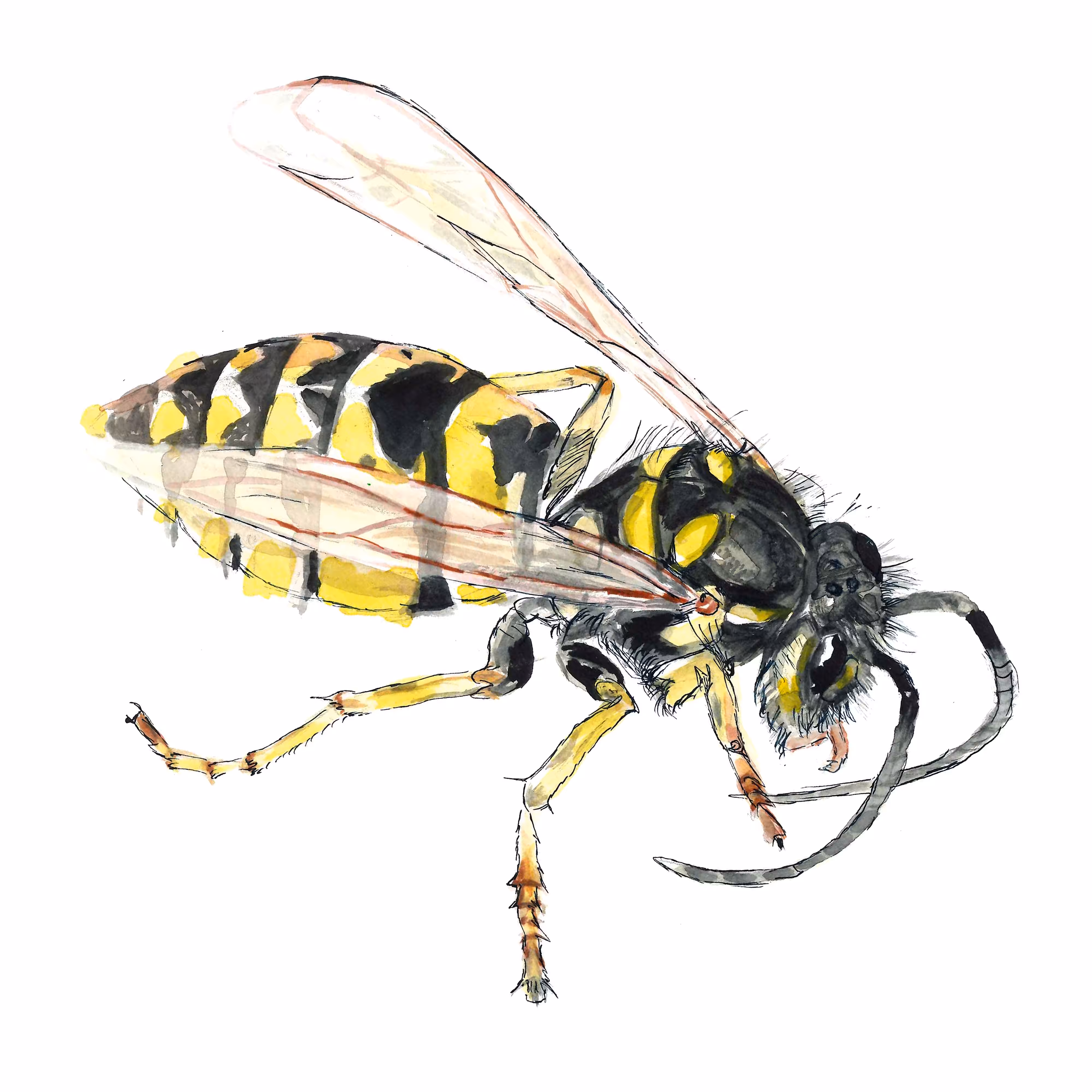 Common Wasp