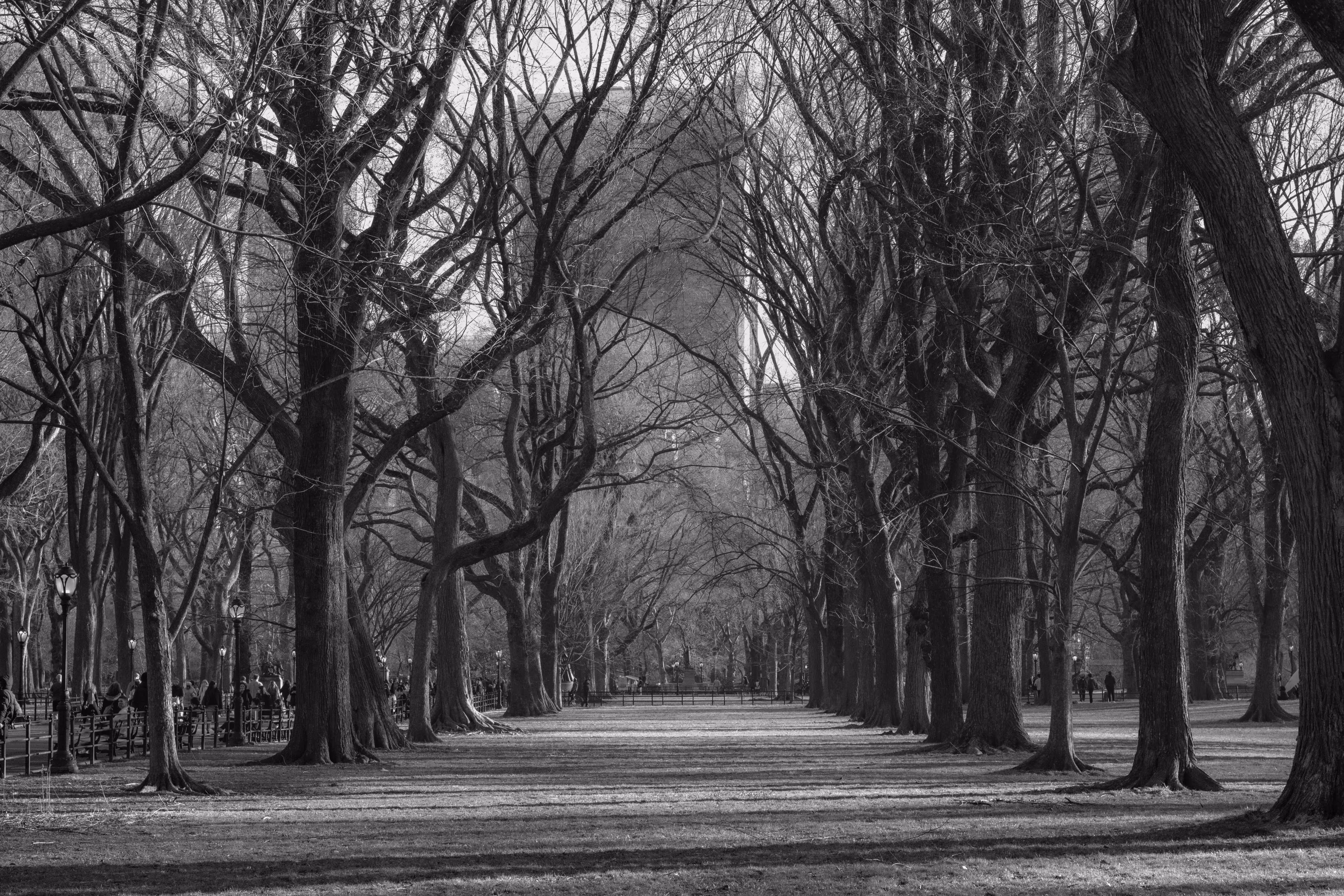 Central Park On A March Day