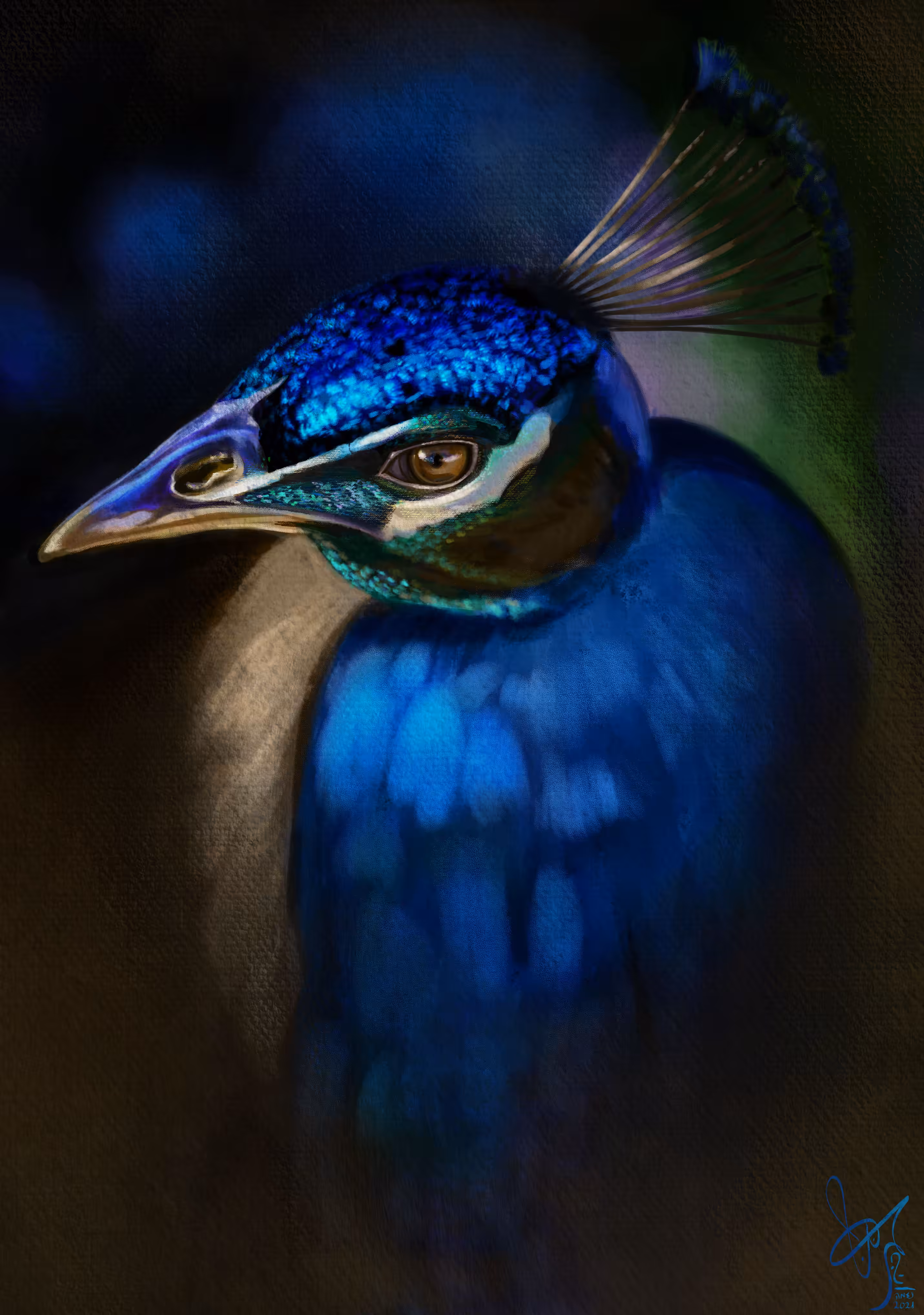 A study of a peacock
