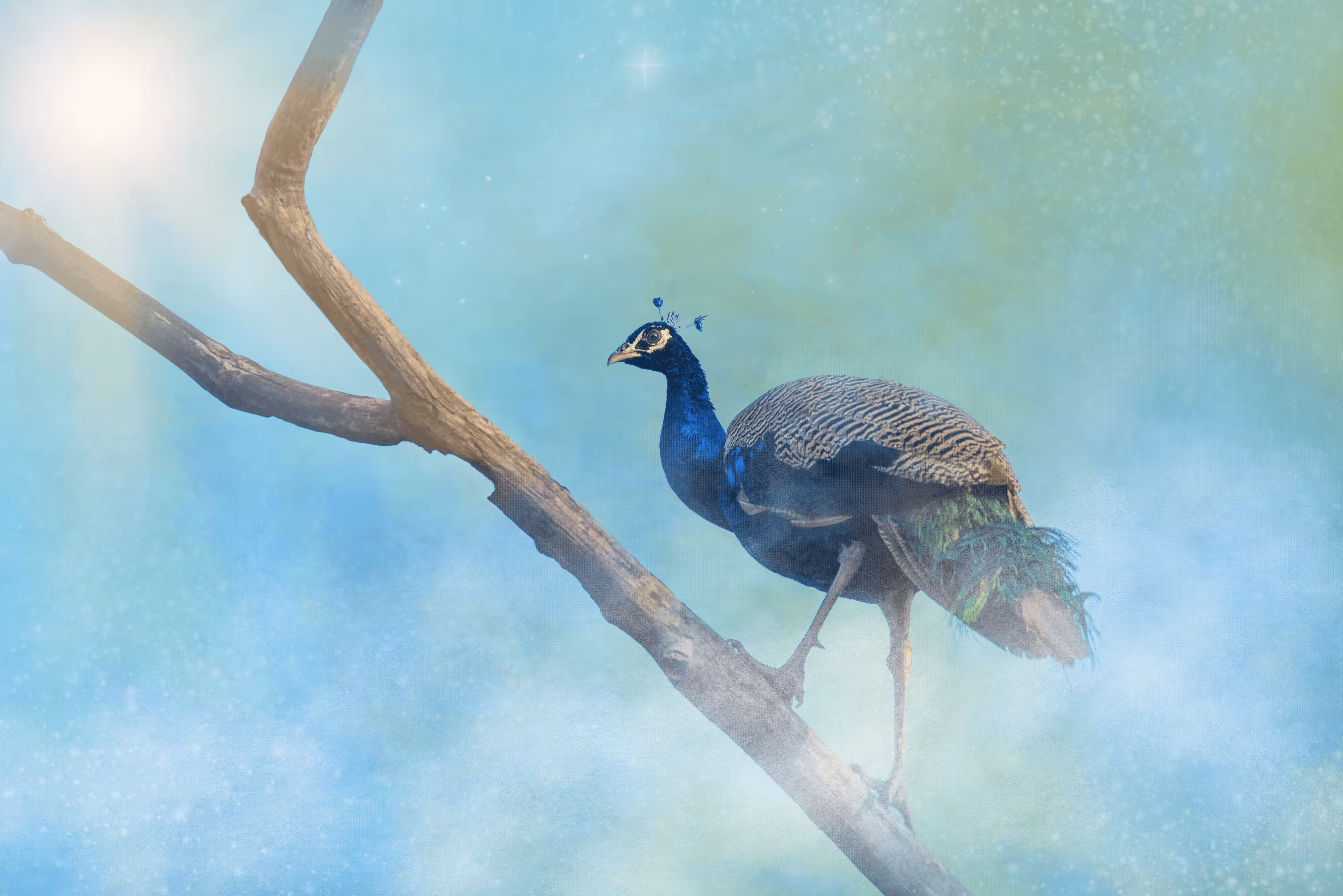 #55 Peacock - #Part2